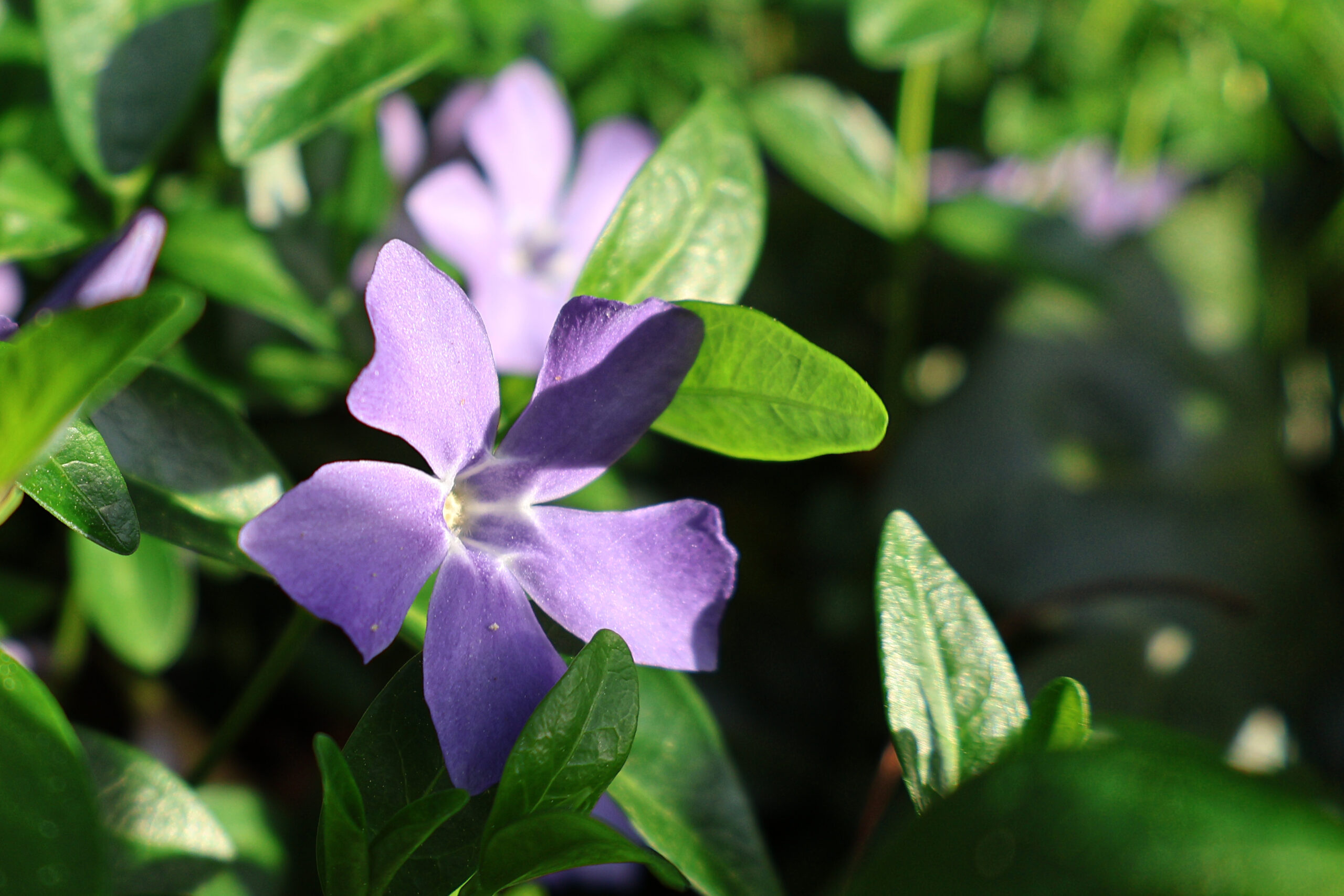 Back Yard Periwinkle