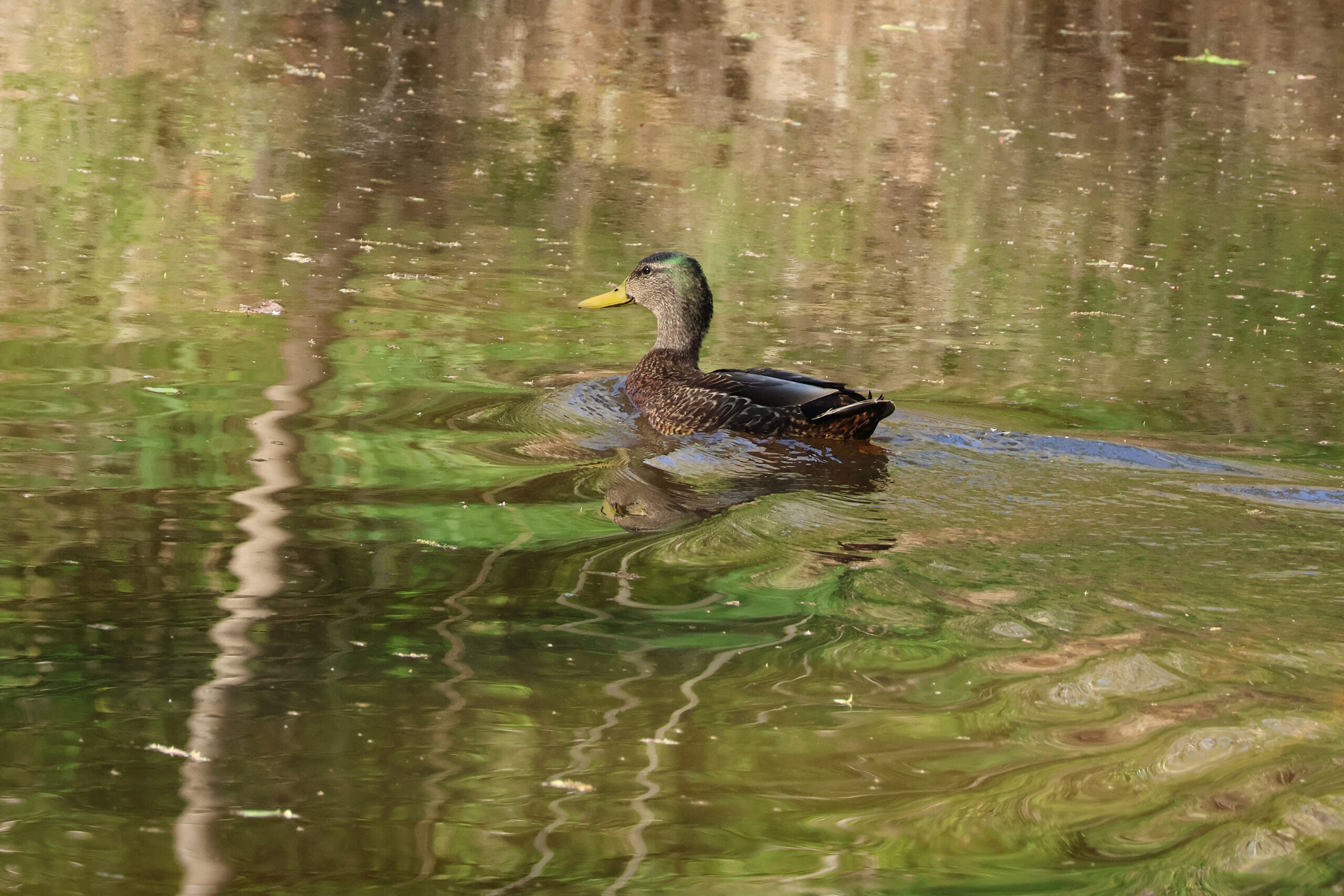 American Black Duck on Sugarland Run