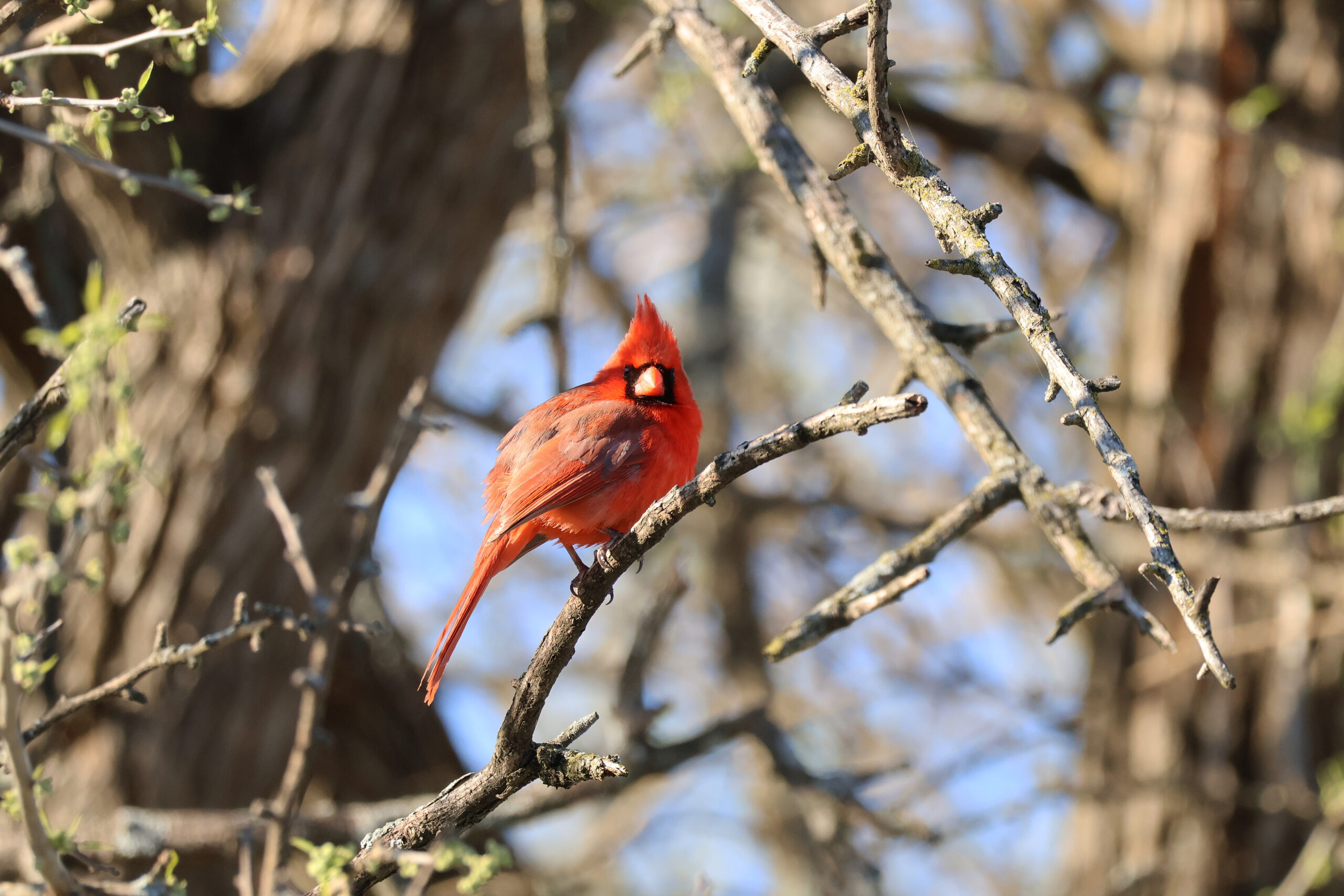 Male Cardinal on Osage Orange Branch