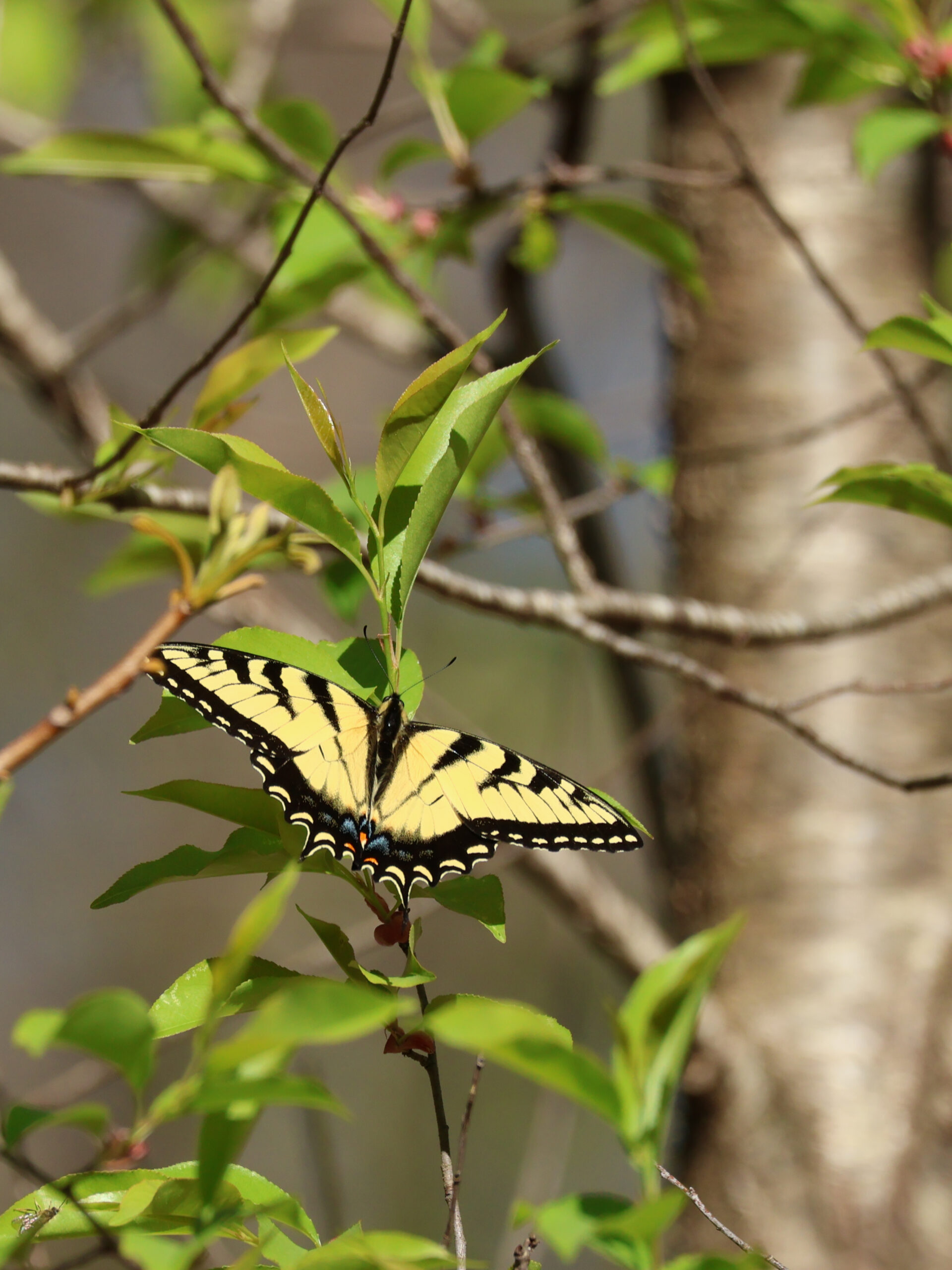 Eastern Tiger Swallowtail
