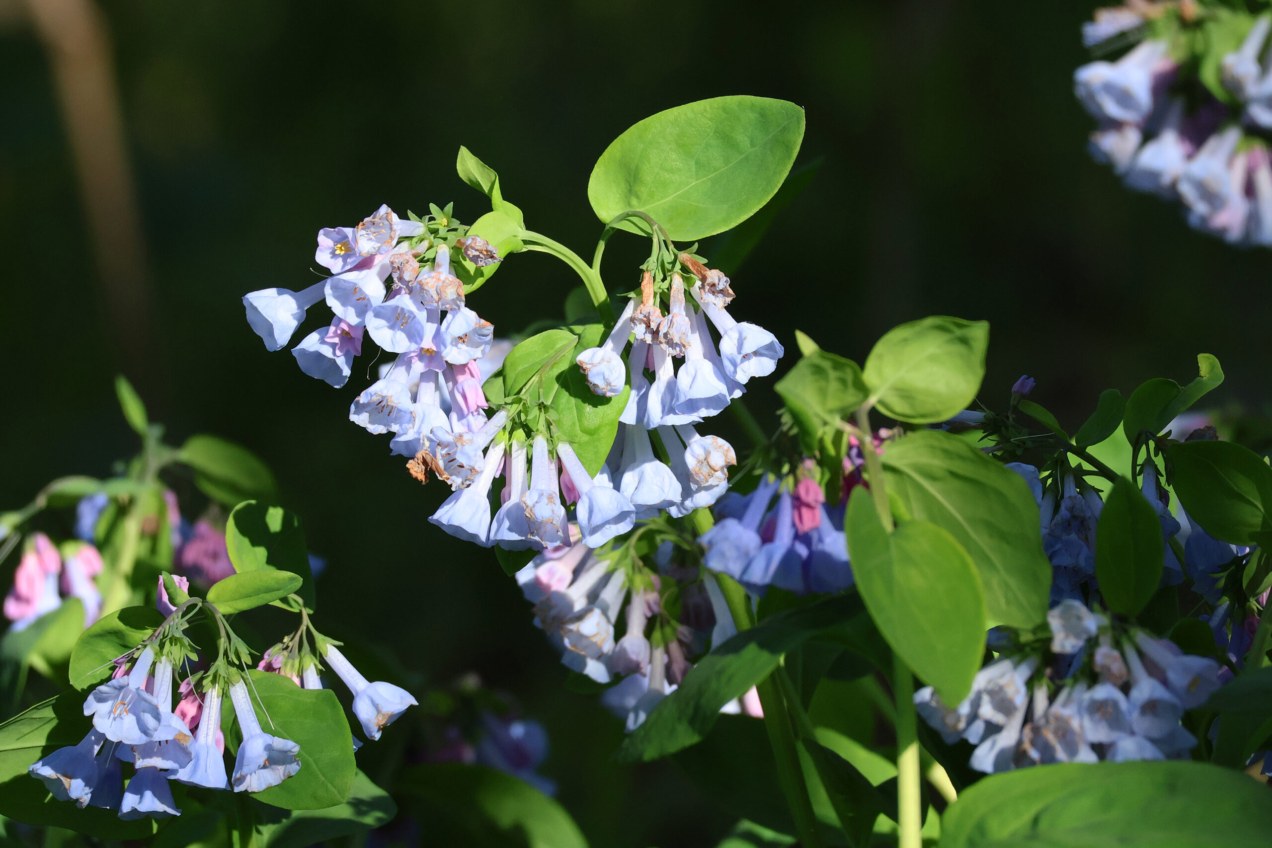 Bluebells Along Trail