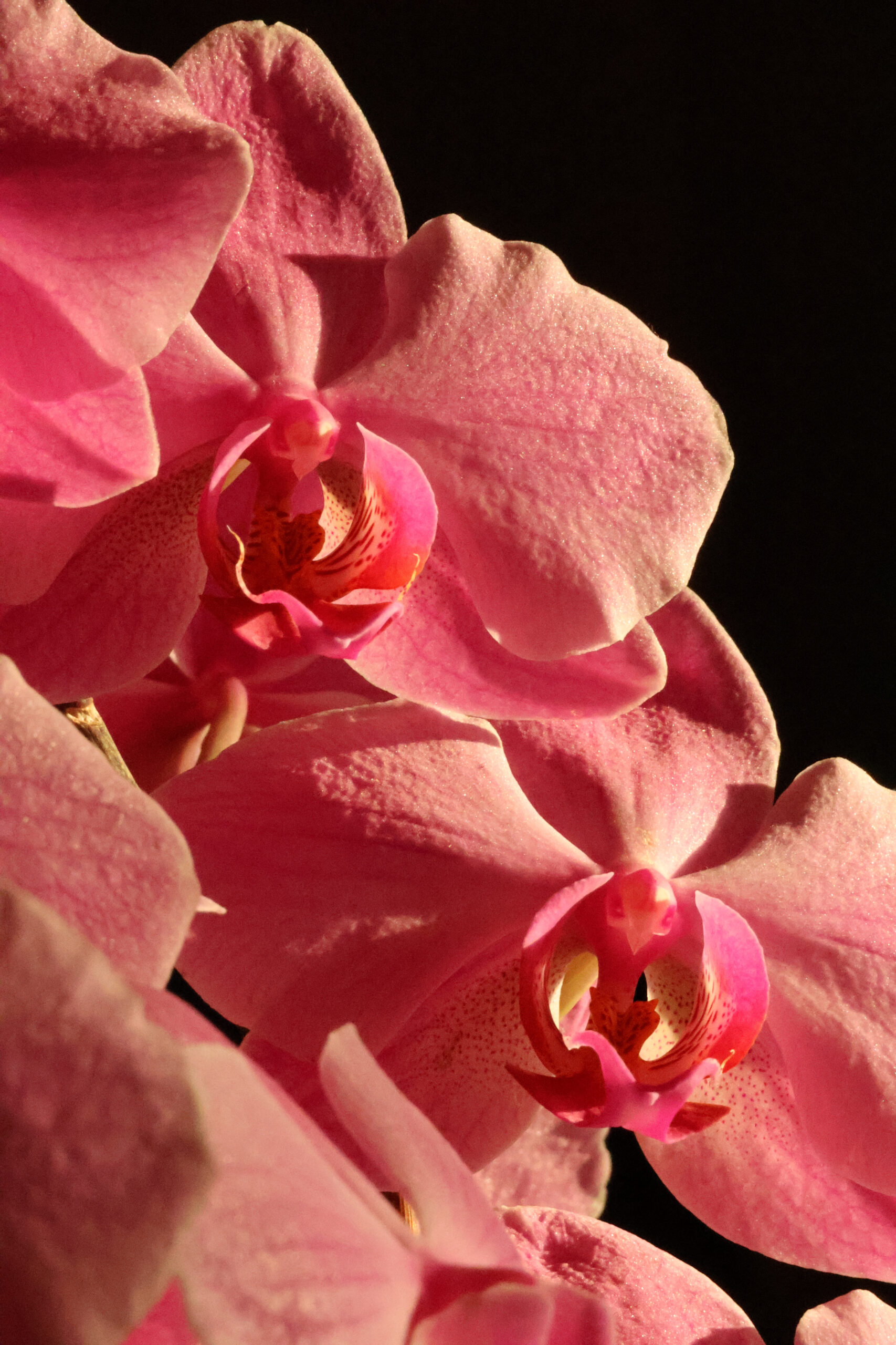 Orchid Detail 02