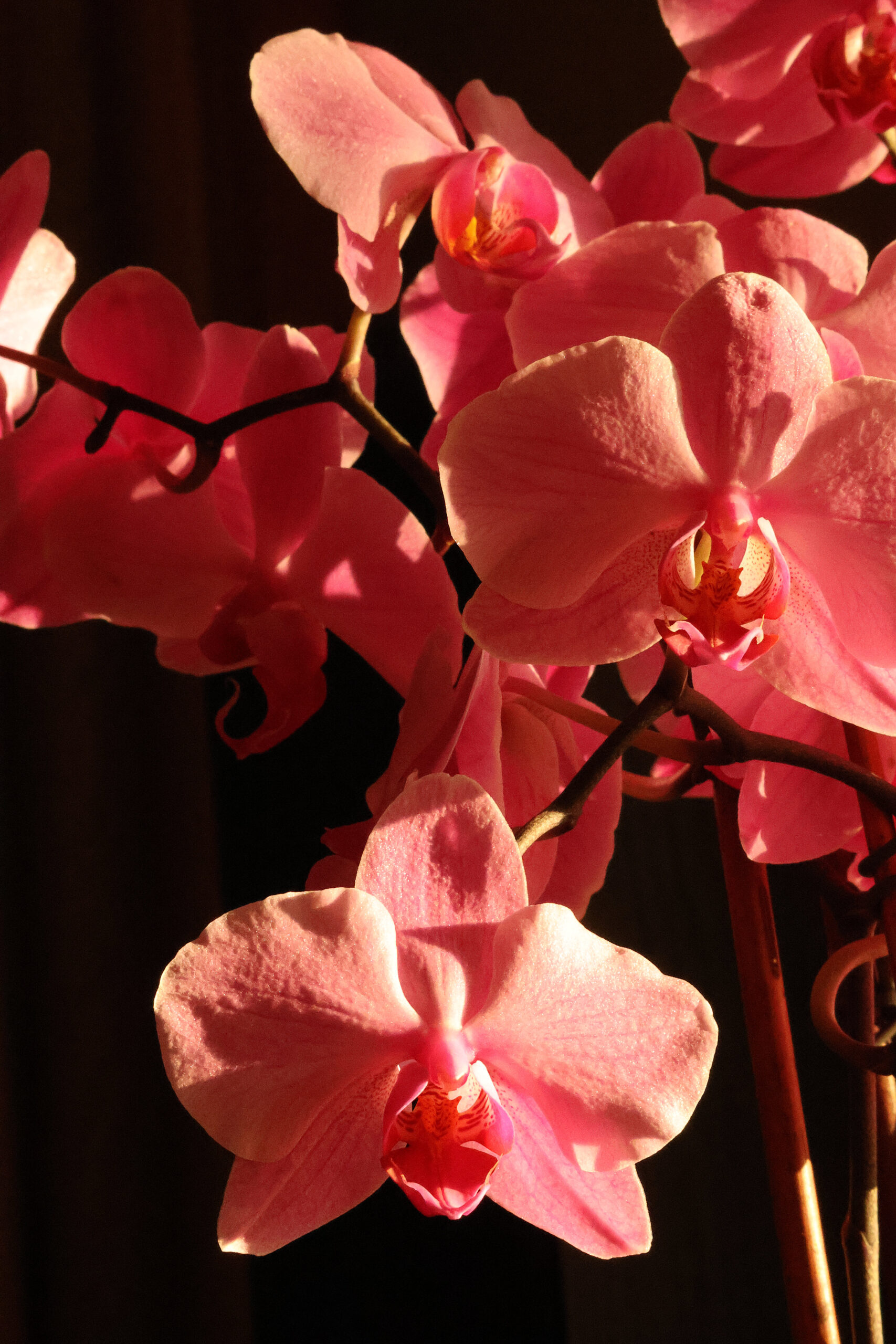 Orchid Detail 01