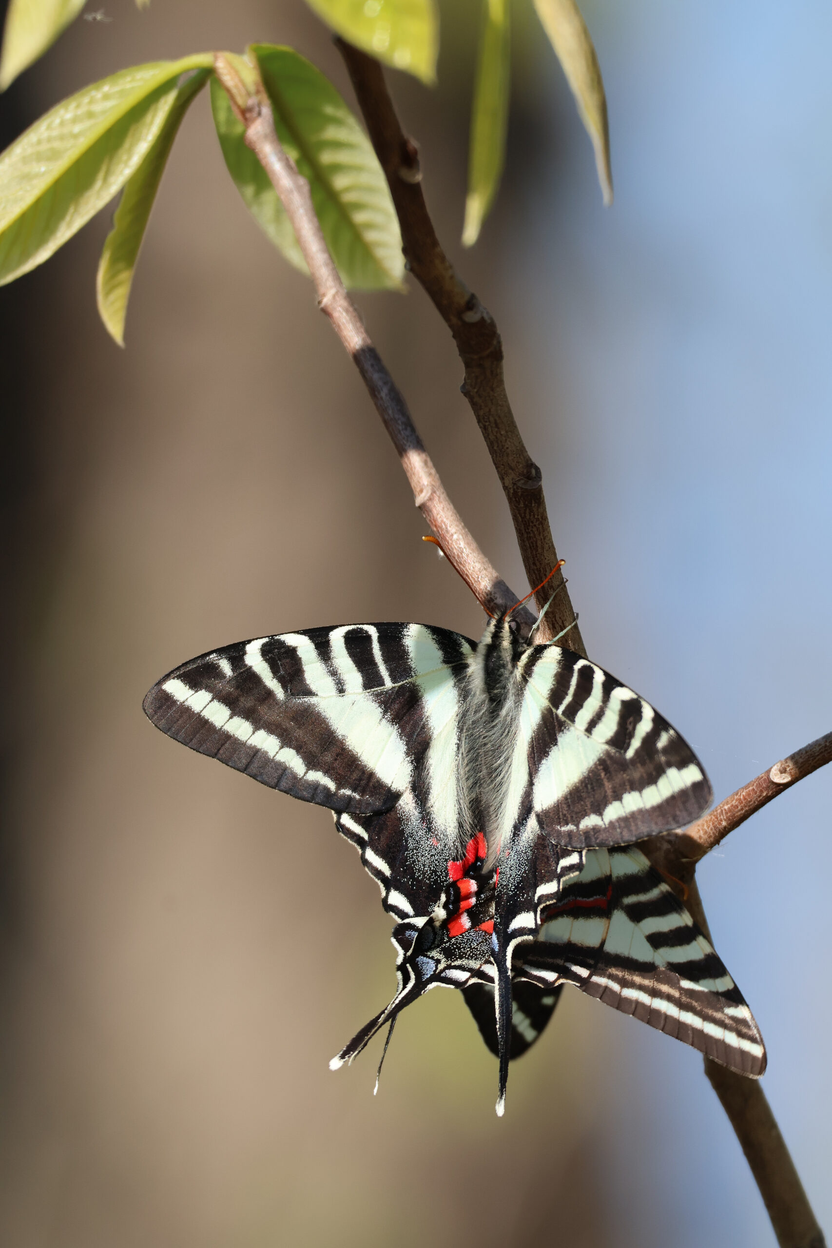 Zebra Swallowtails Mating