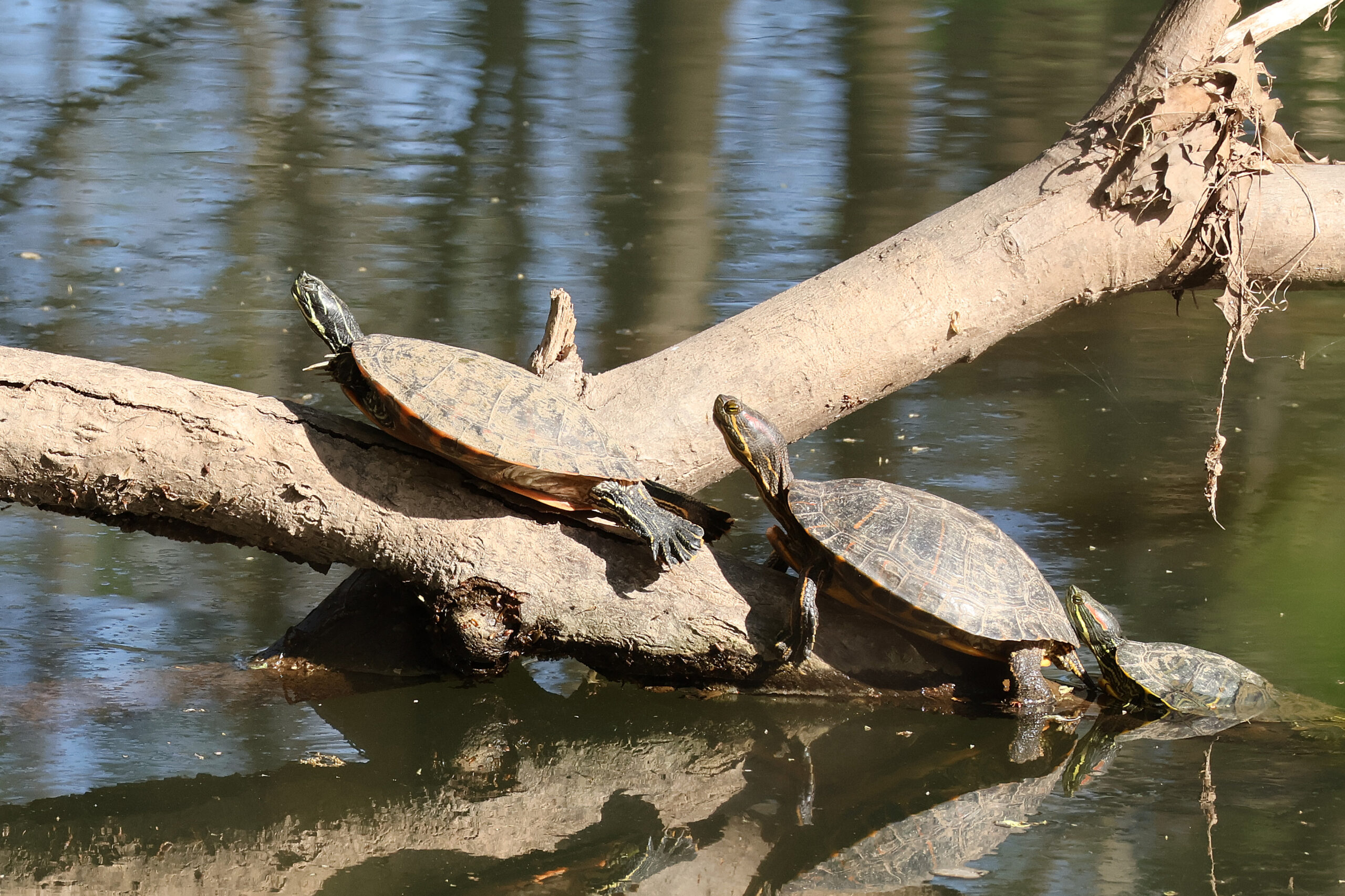 Flying Painted Turtles Before Takeoff