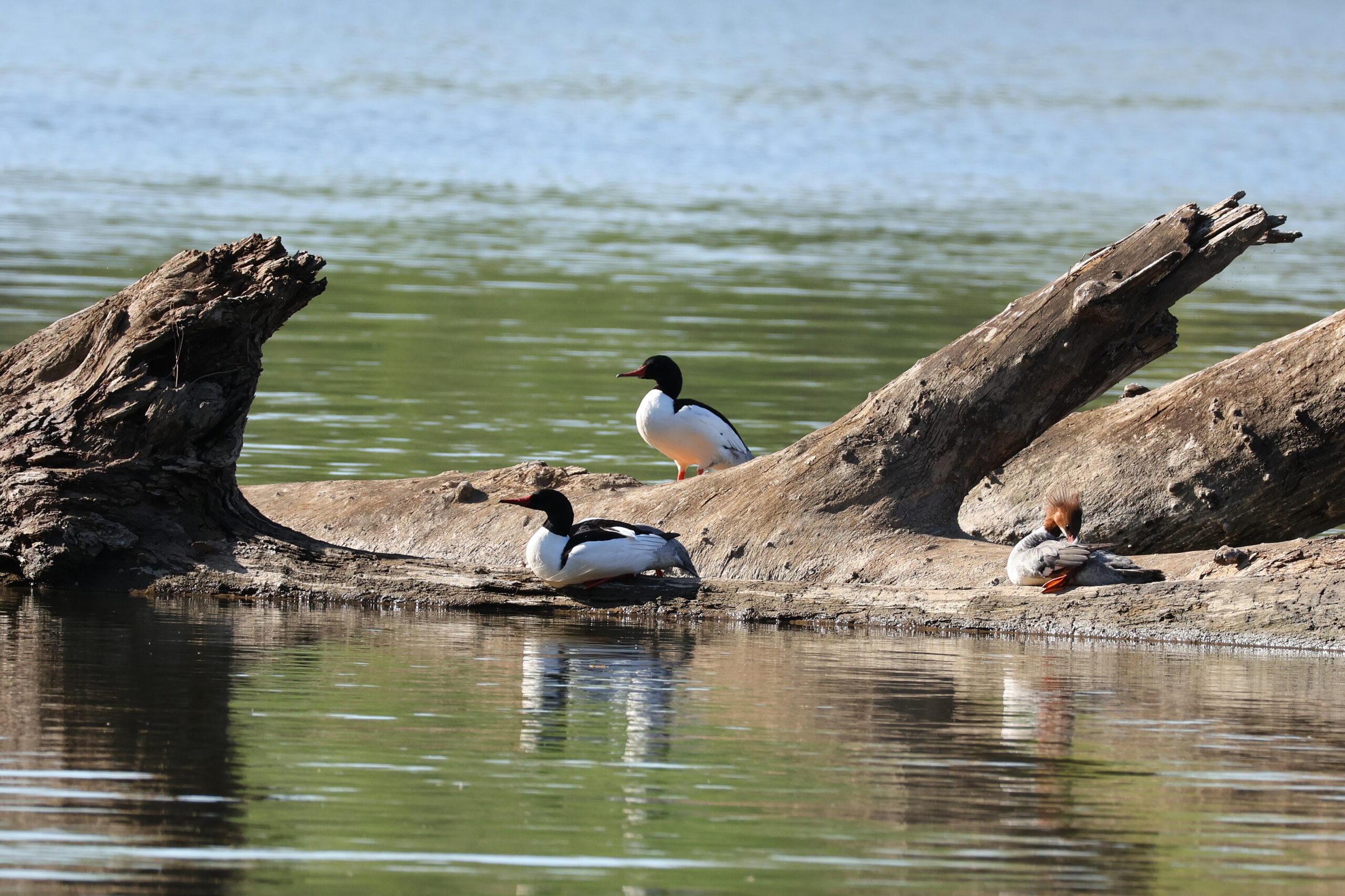 Common Mergansers on Log