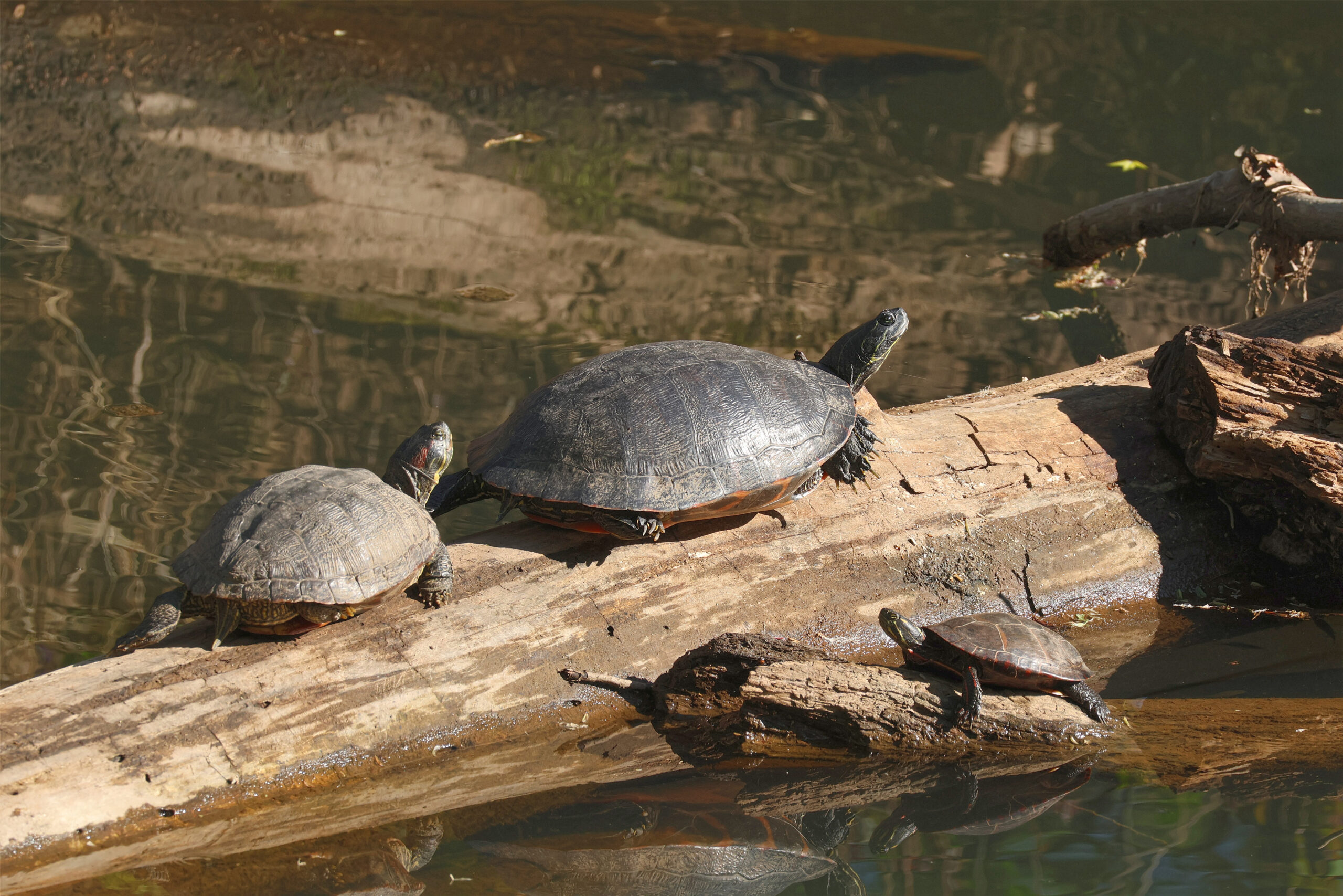 Painted Turtles in Three Sizes