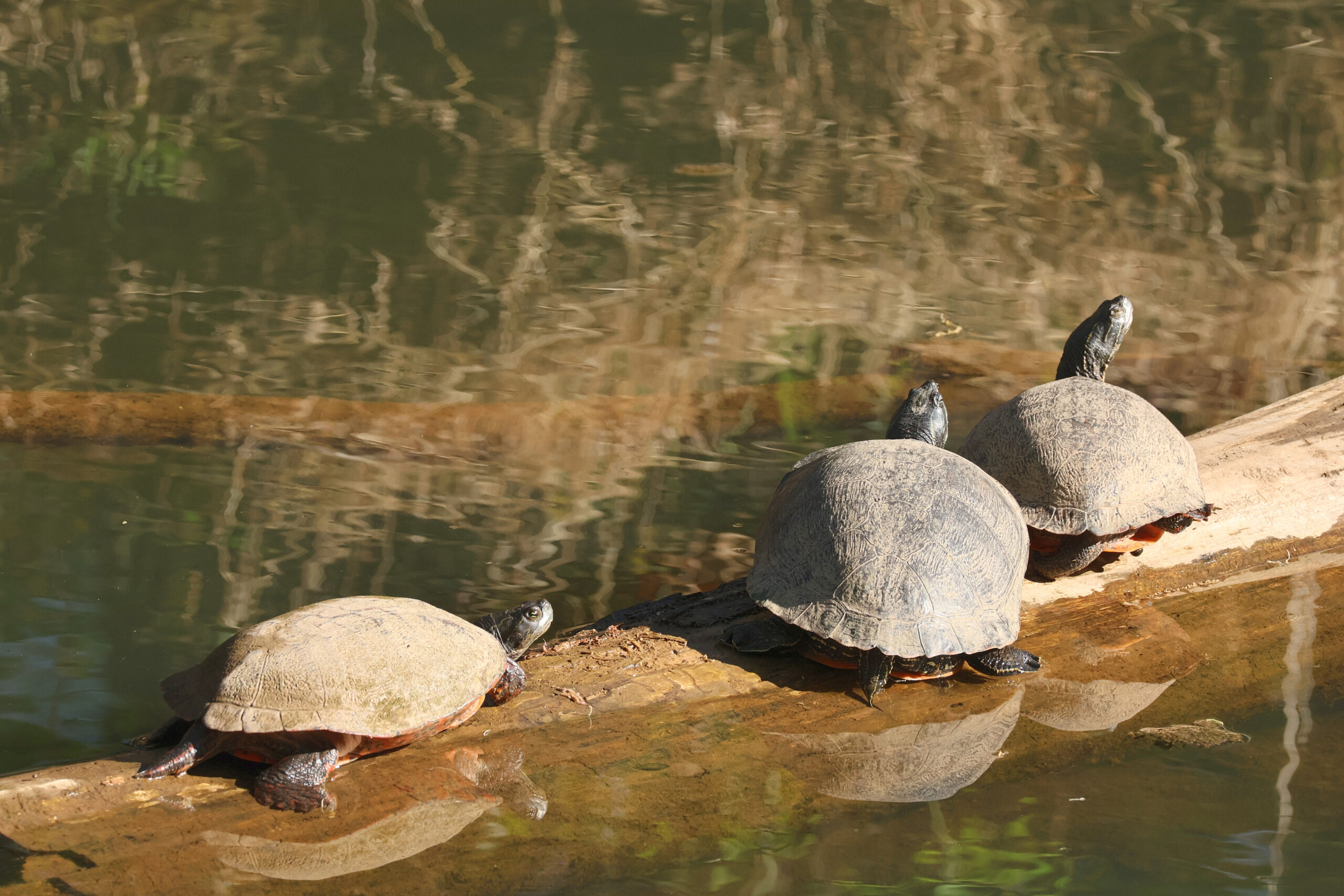 Painted Turtles Sunning on Log