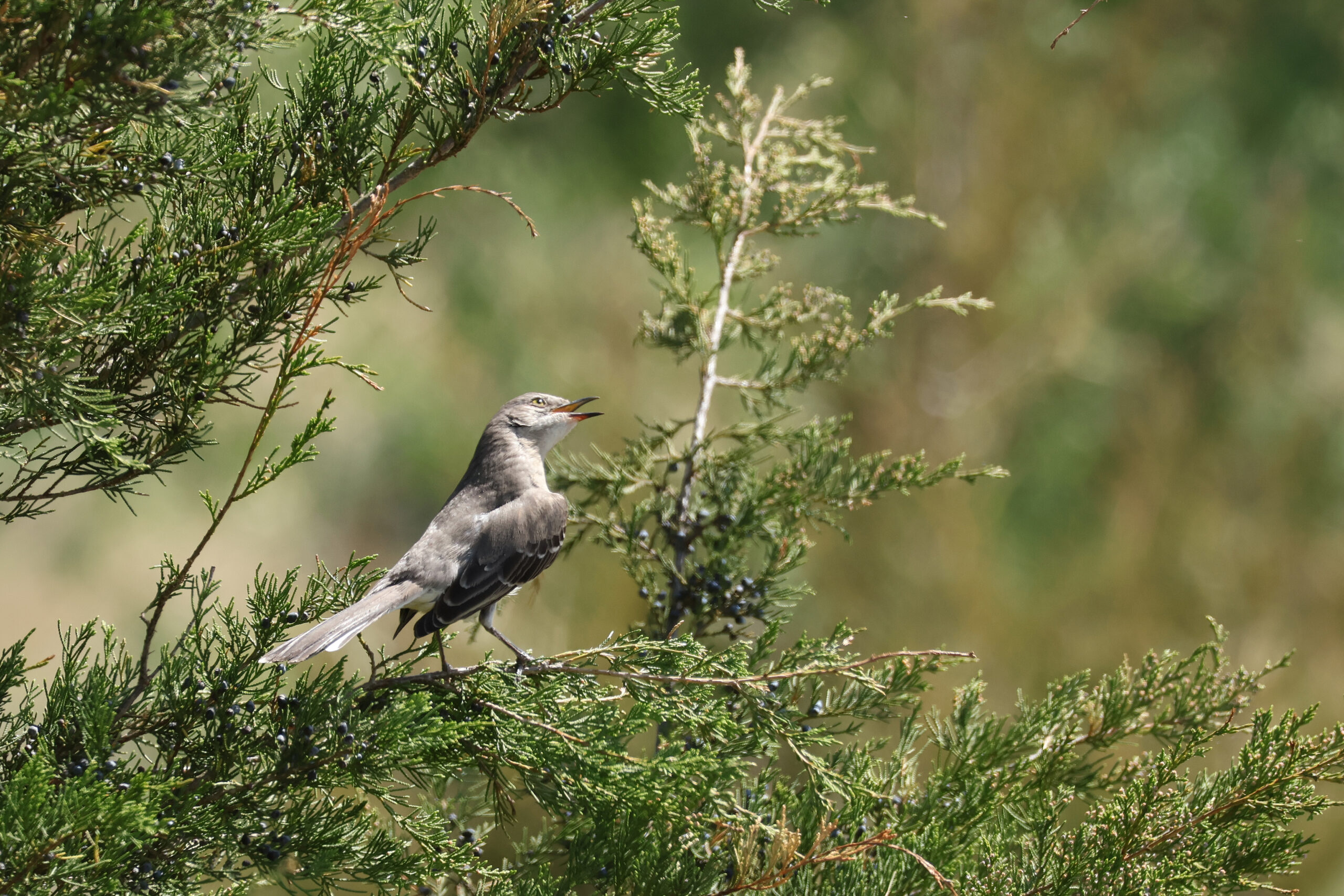 Mockingbird Singing at Claude Moore Farm