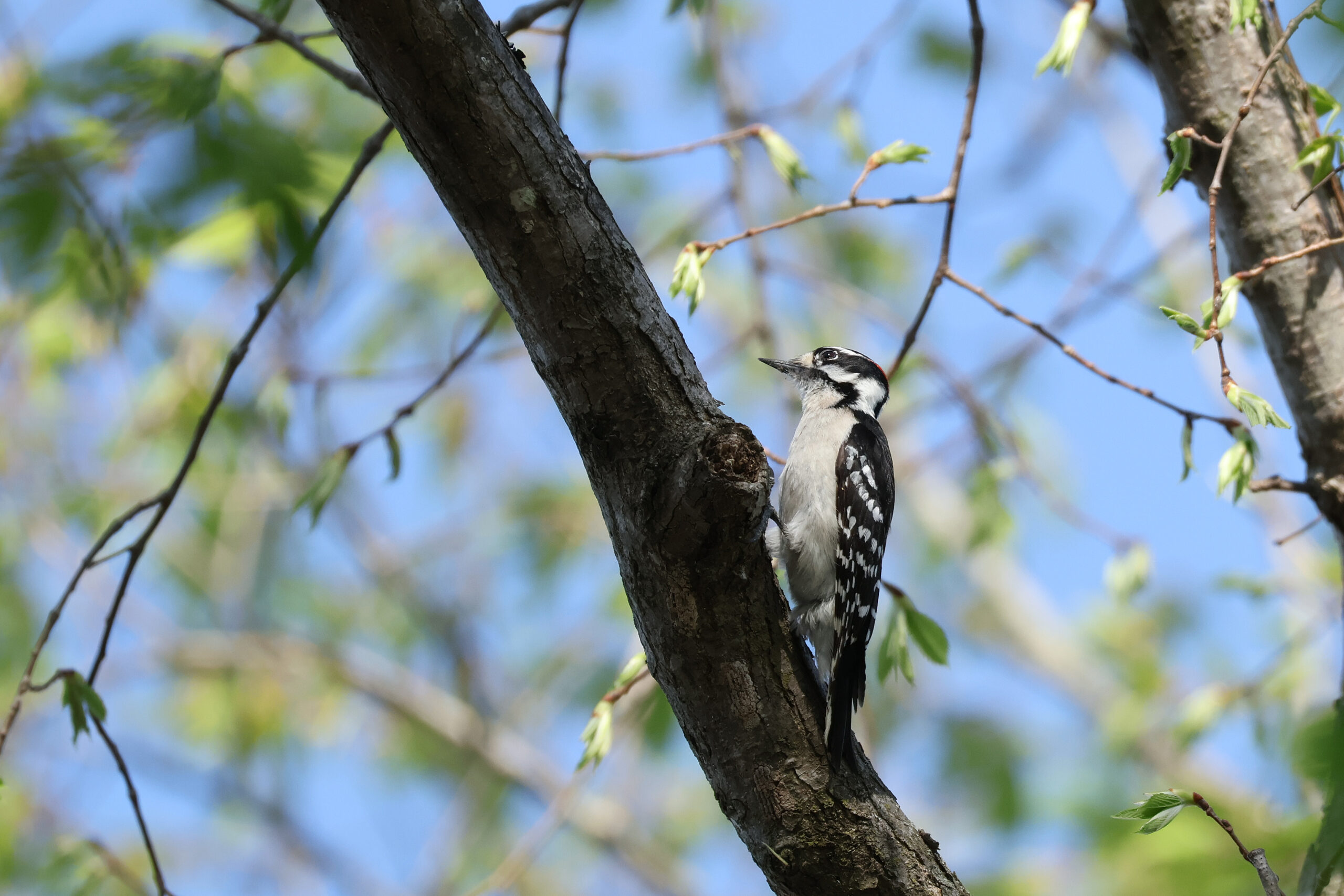 Hairy Woodpecker on Limb