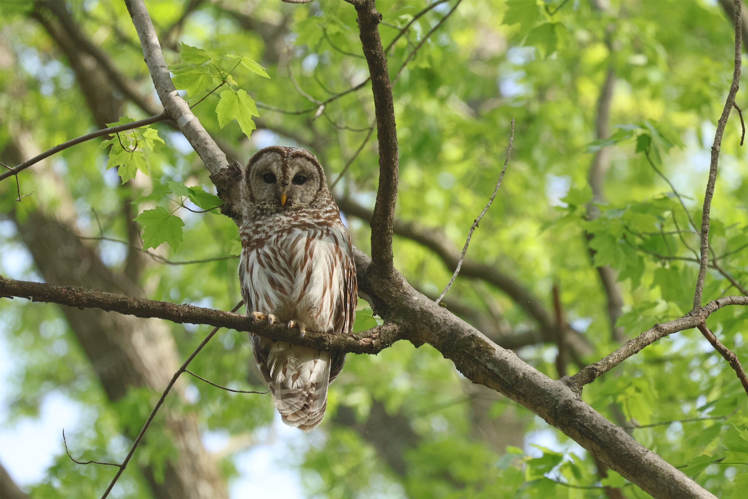 Barred Owl Overlooking Trail