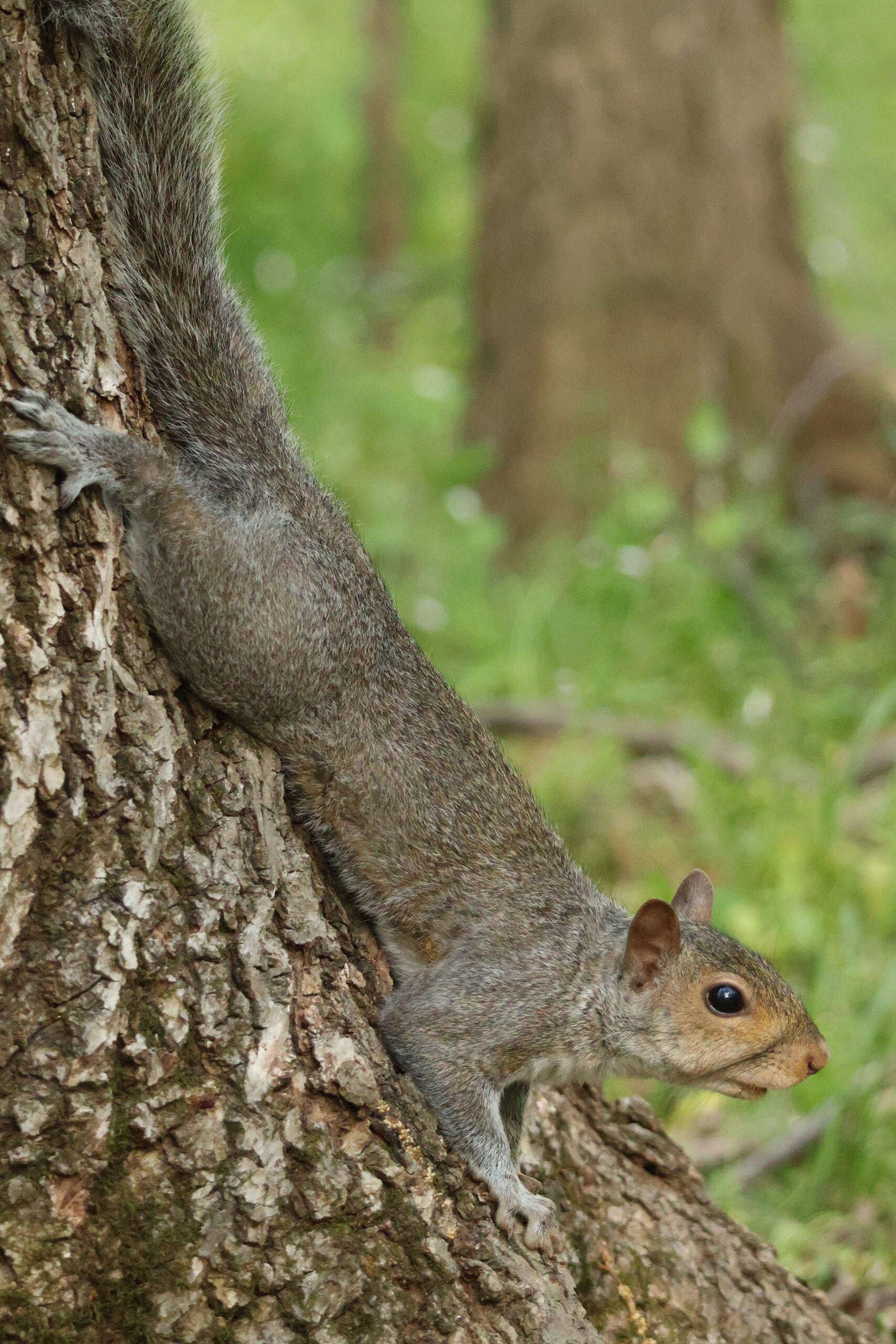 Gray Squirrel Down Tree Trunk
