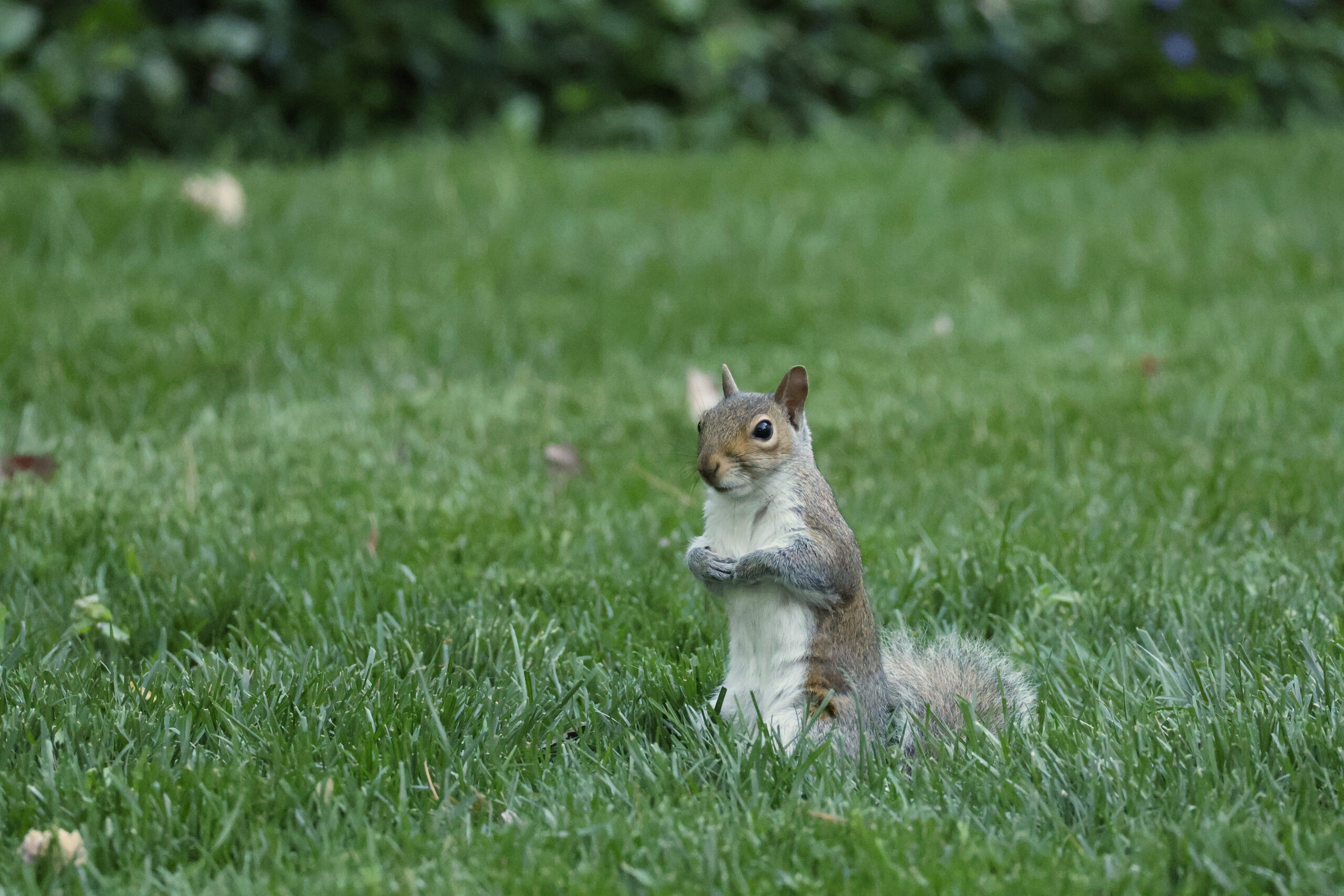 Gray Squirrel in Back Yard