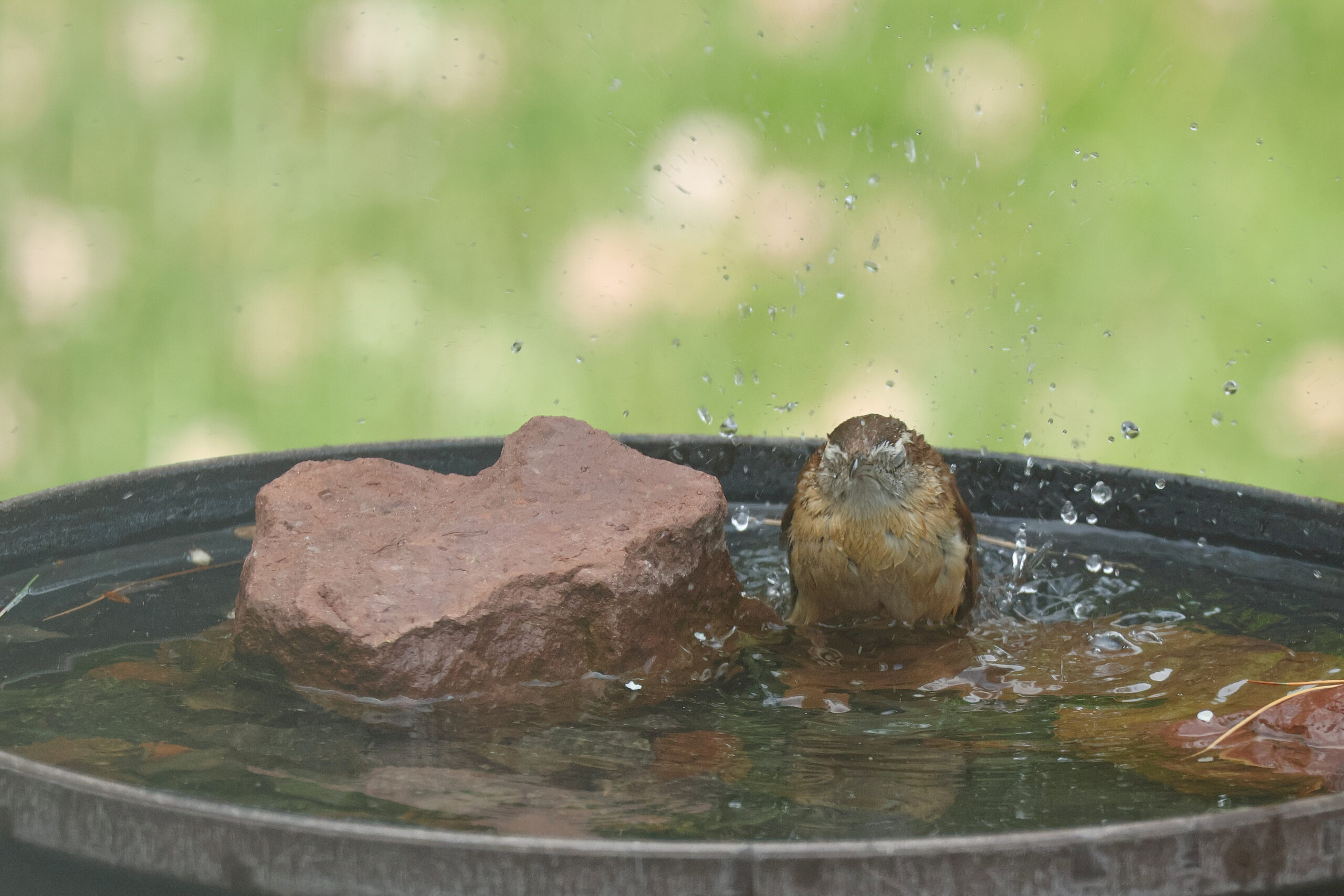Carolina Wren Taking a Bath