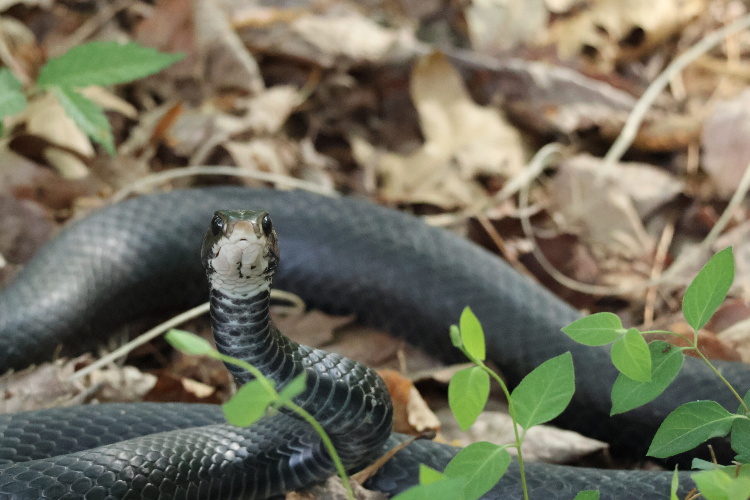 Cautious Black Snake