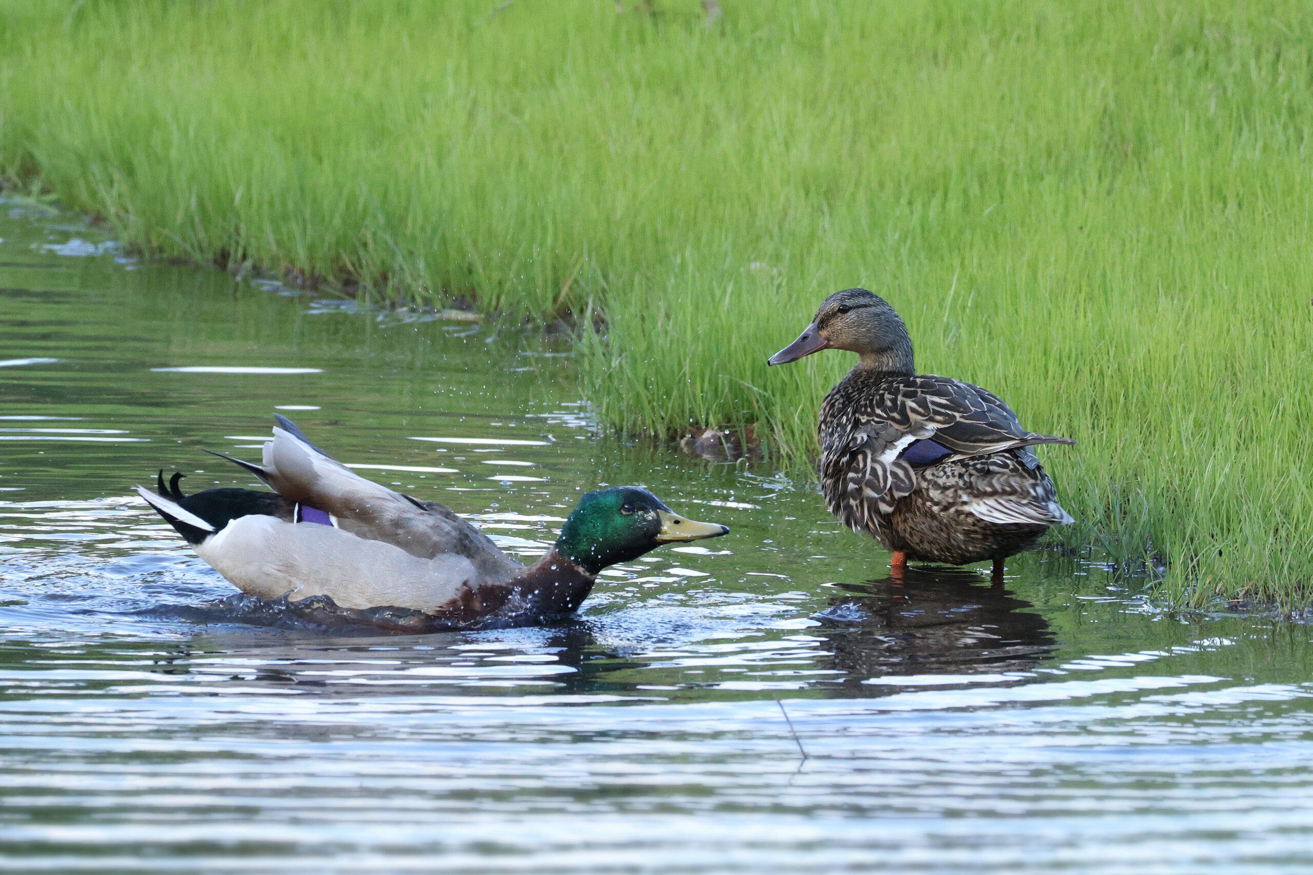 Pair of Mallards Bathing