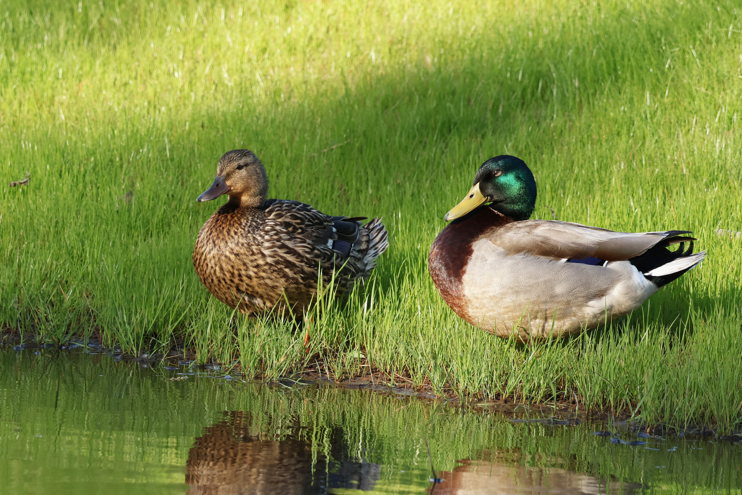 Pair of Mallards at Water's Edge