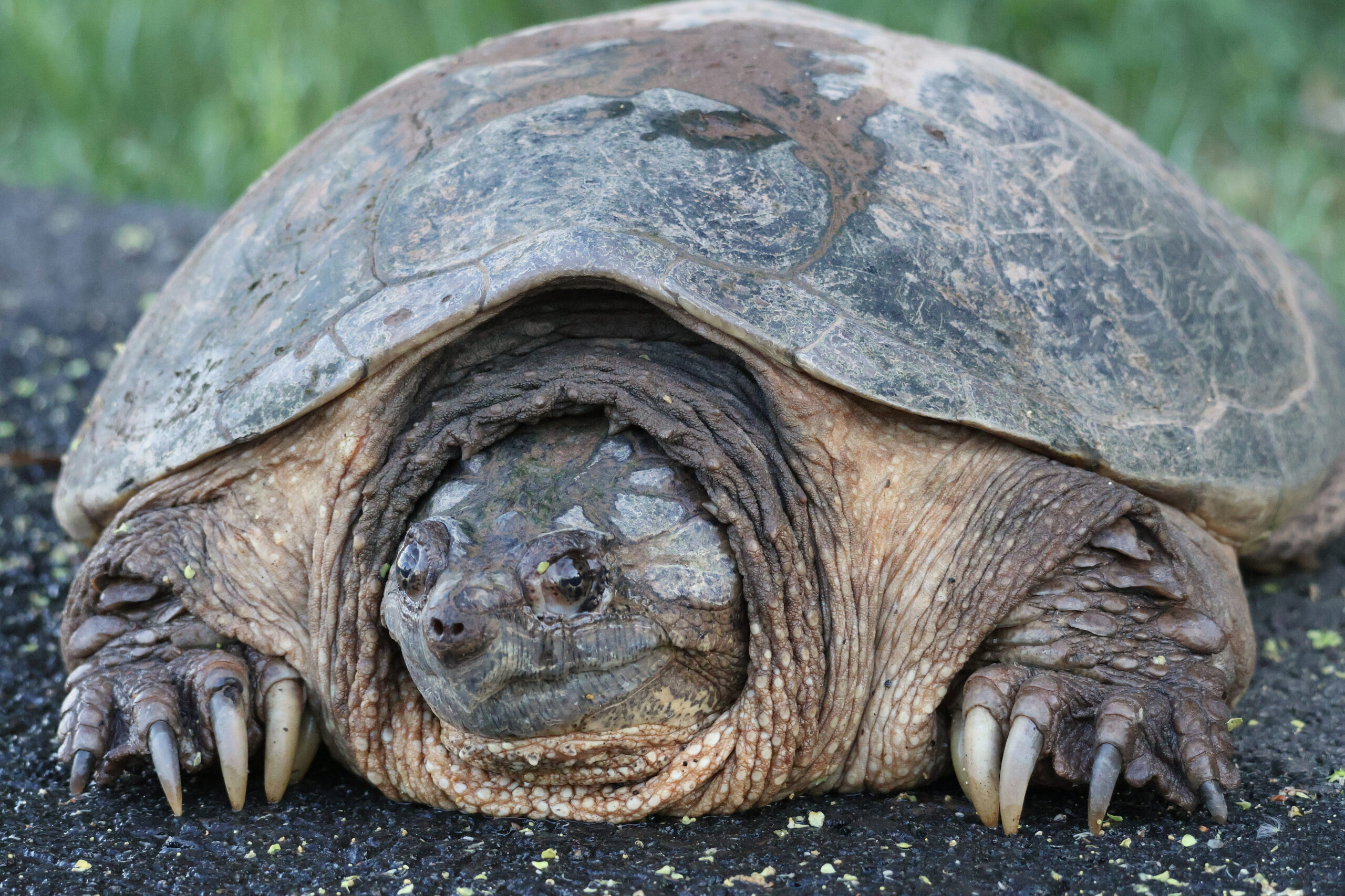 Huge Snapping Turtle