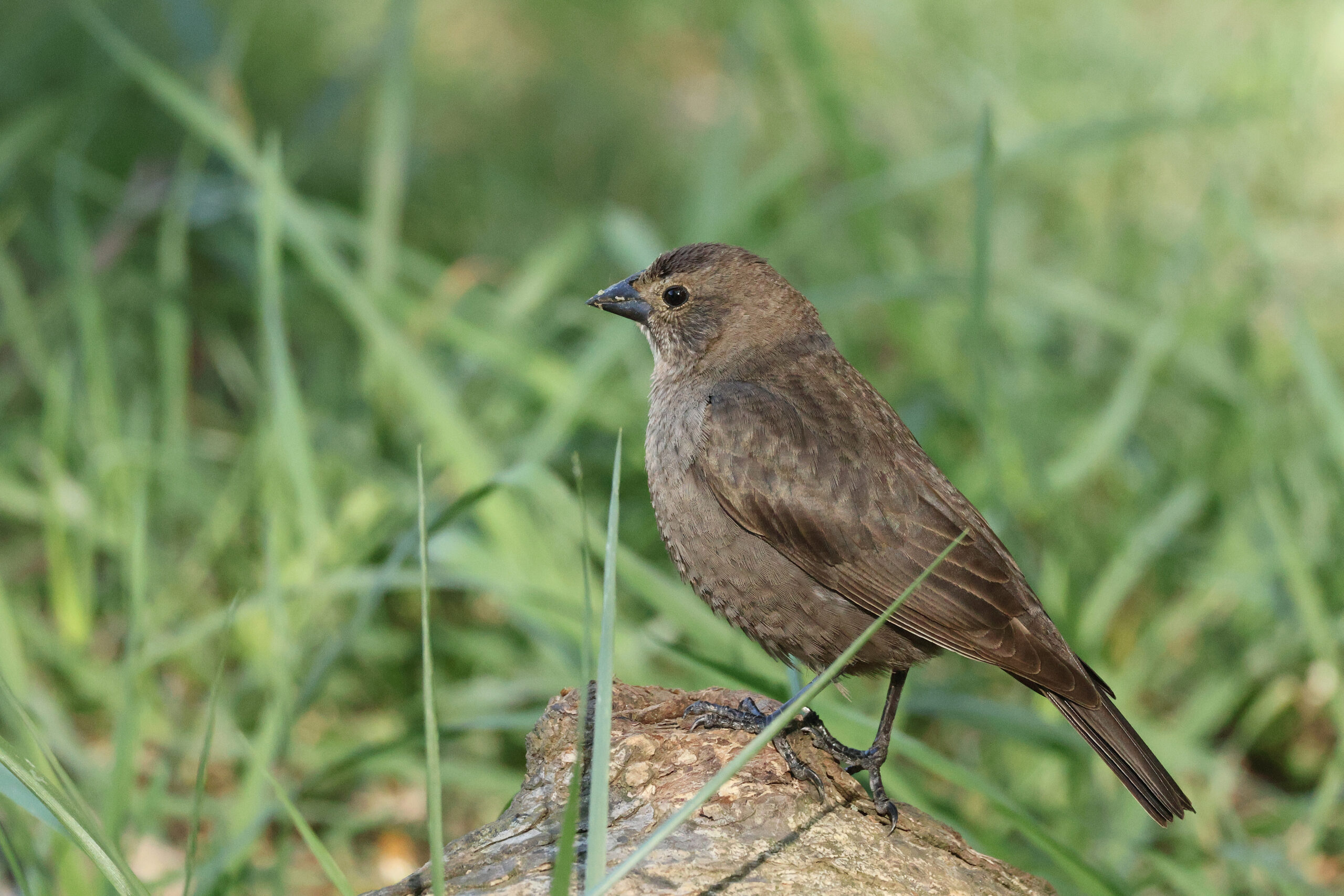 Female Cowbird on Trail