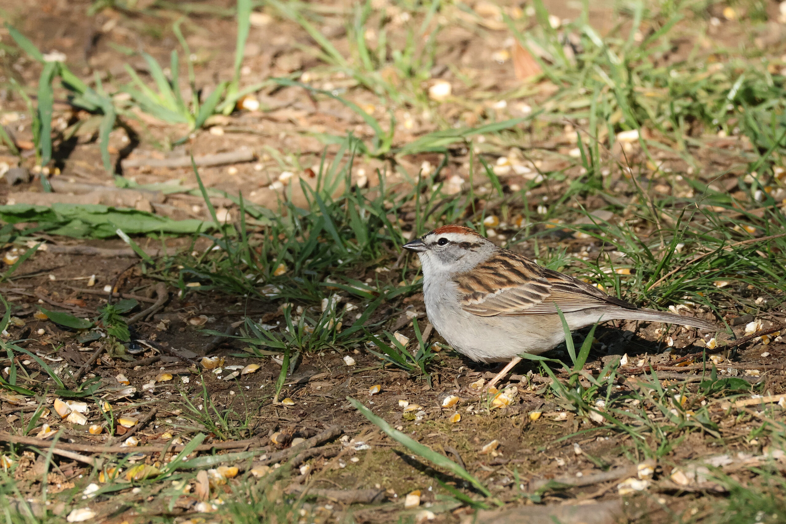 Chipping Sparrow on Trail