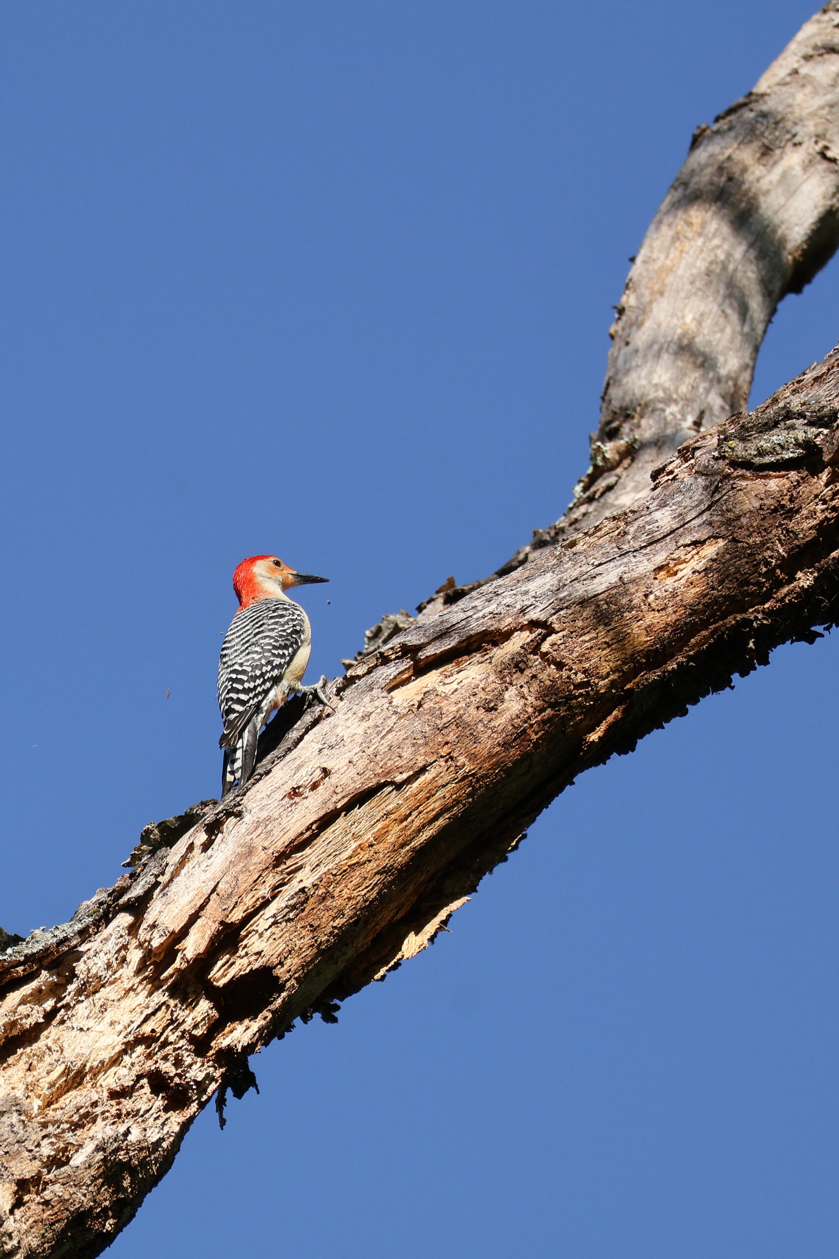 Red-Bellied Woodpecker Finding Insects