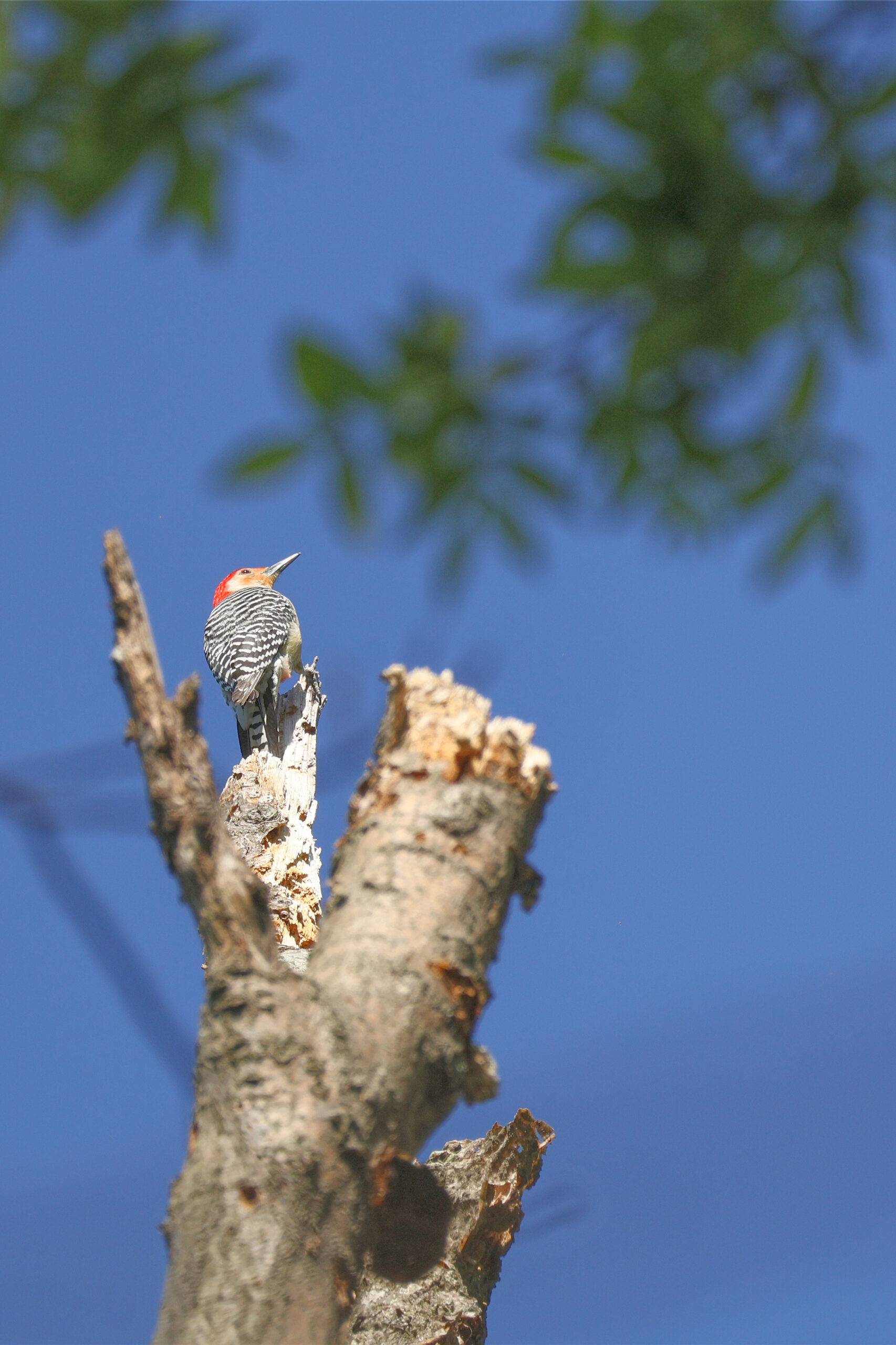 Red-Bellied Woodpecker on Top
