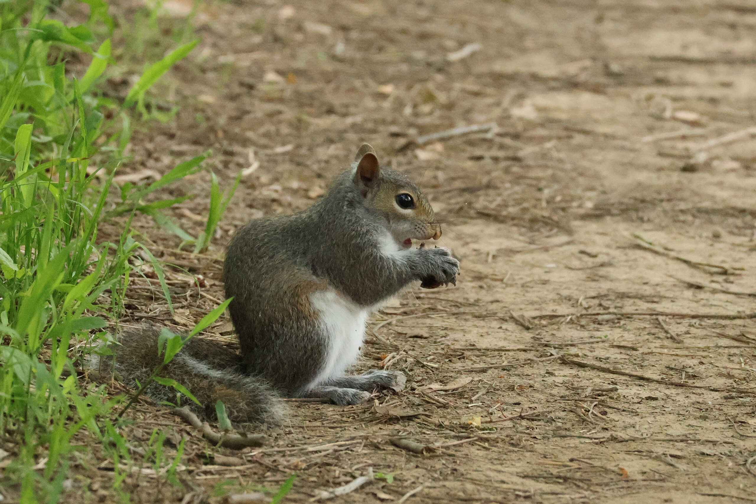 Gray Squirrel Eating Nut on Ground