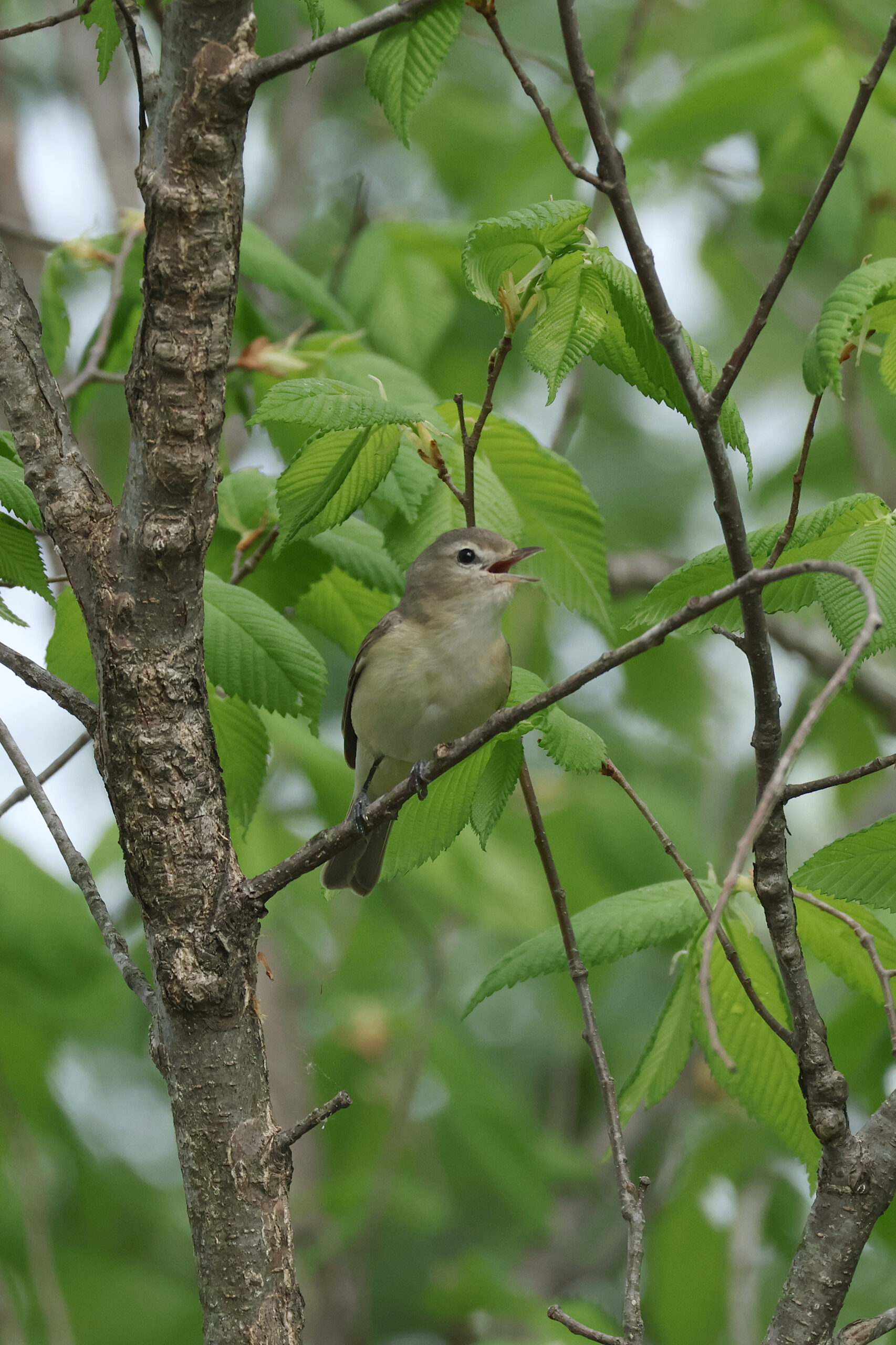 Warbling Vireo Singing to Right