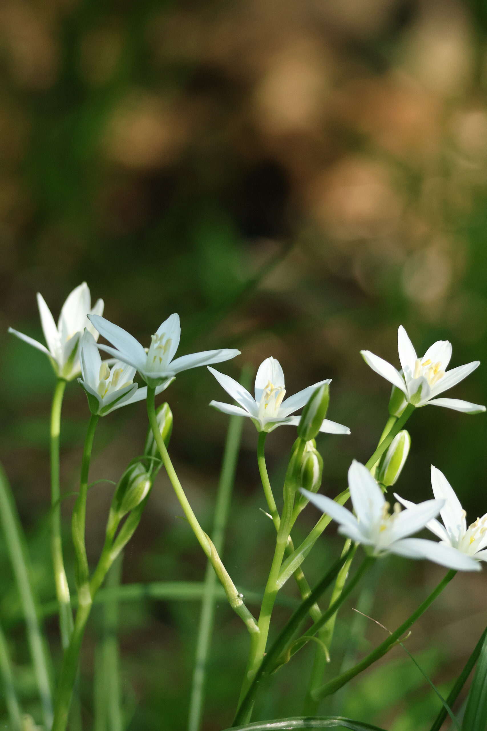 Snow Drop Flower with Spider