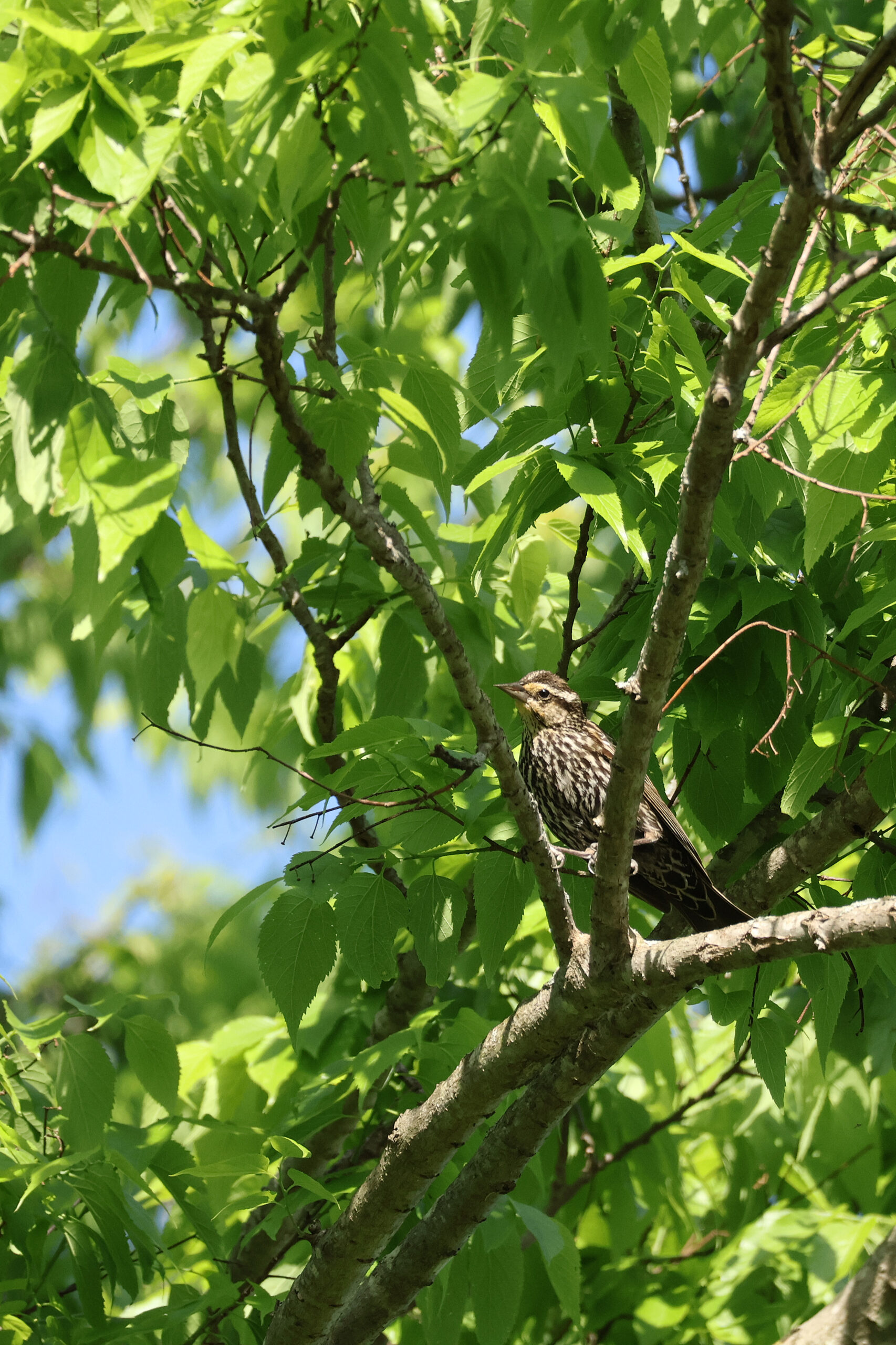 Great Crested Flycatcher on a Branch (Juvenile?)