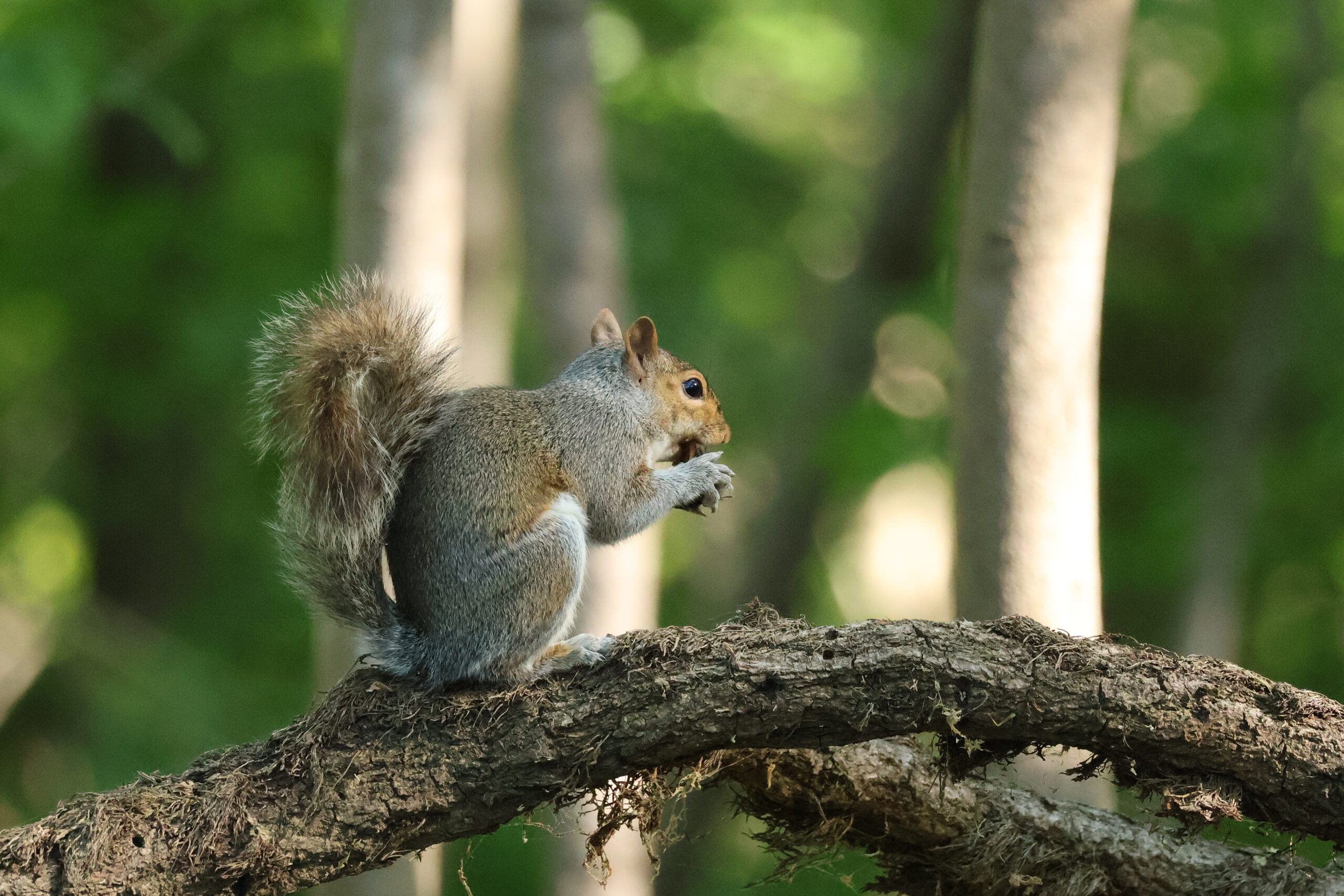 Gray Squirrel on a Branch