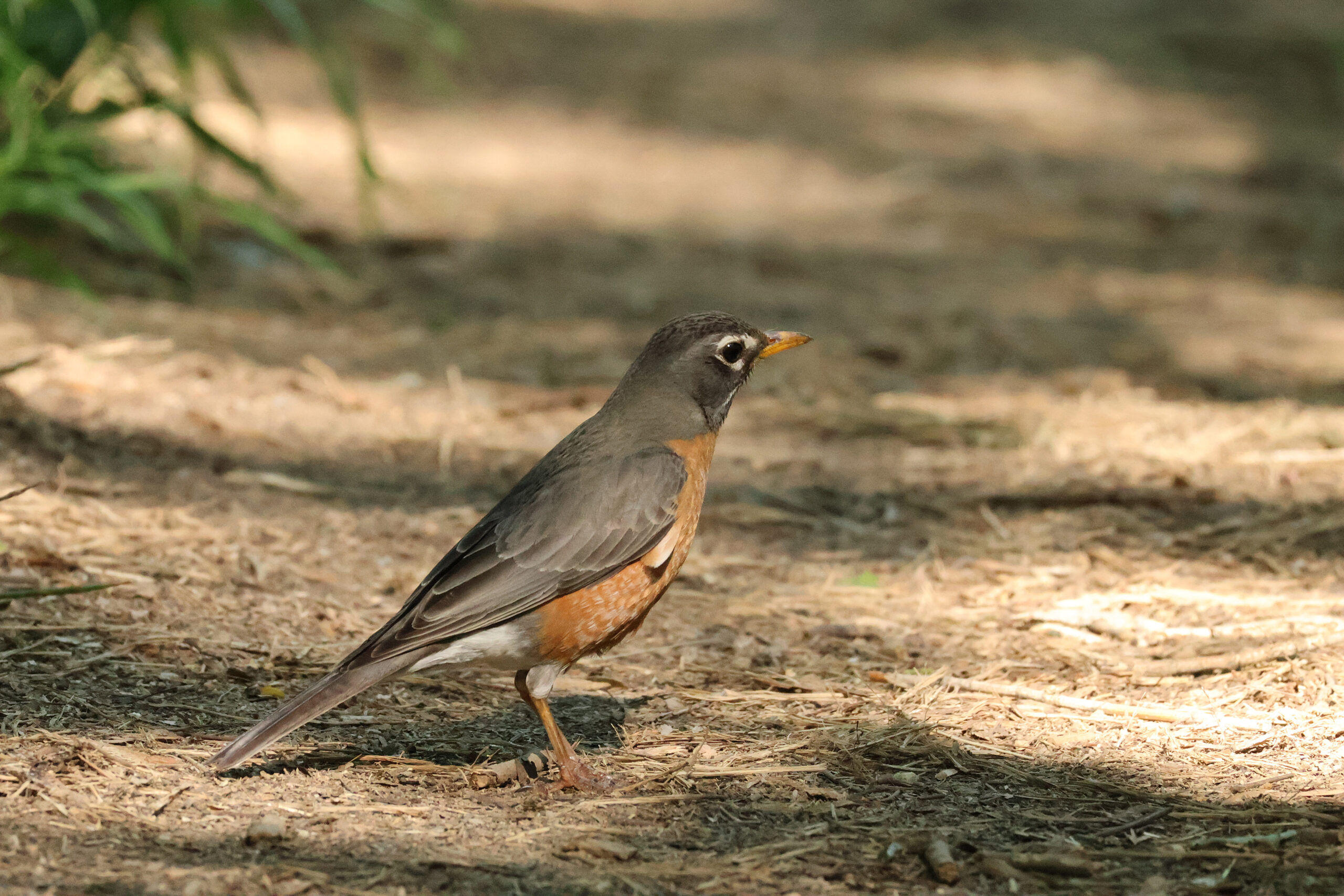 American Robin on Trail
