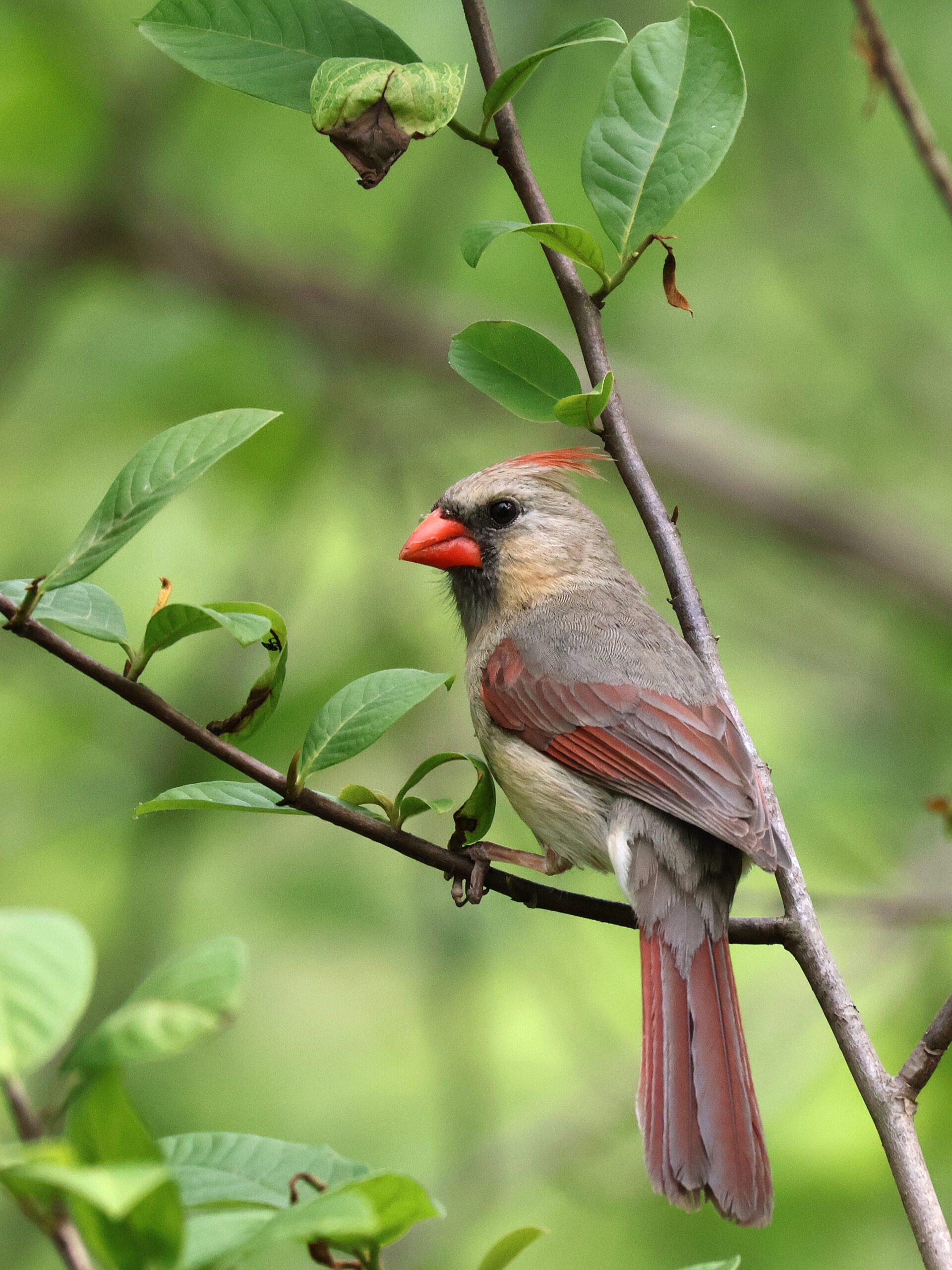 Female Cardinal on a Branch