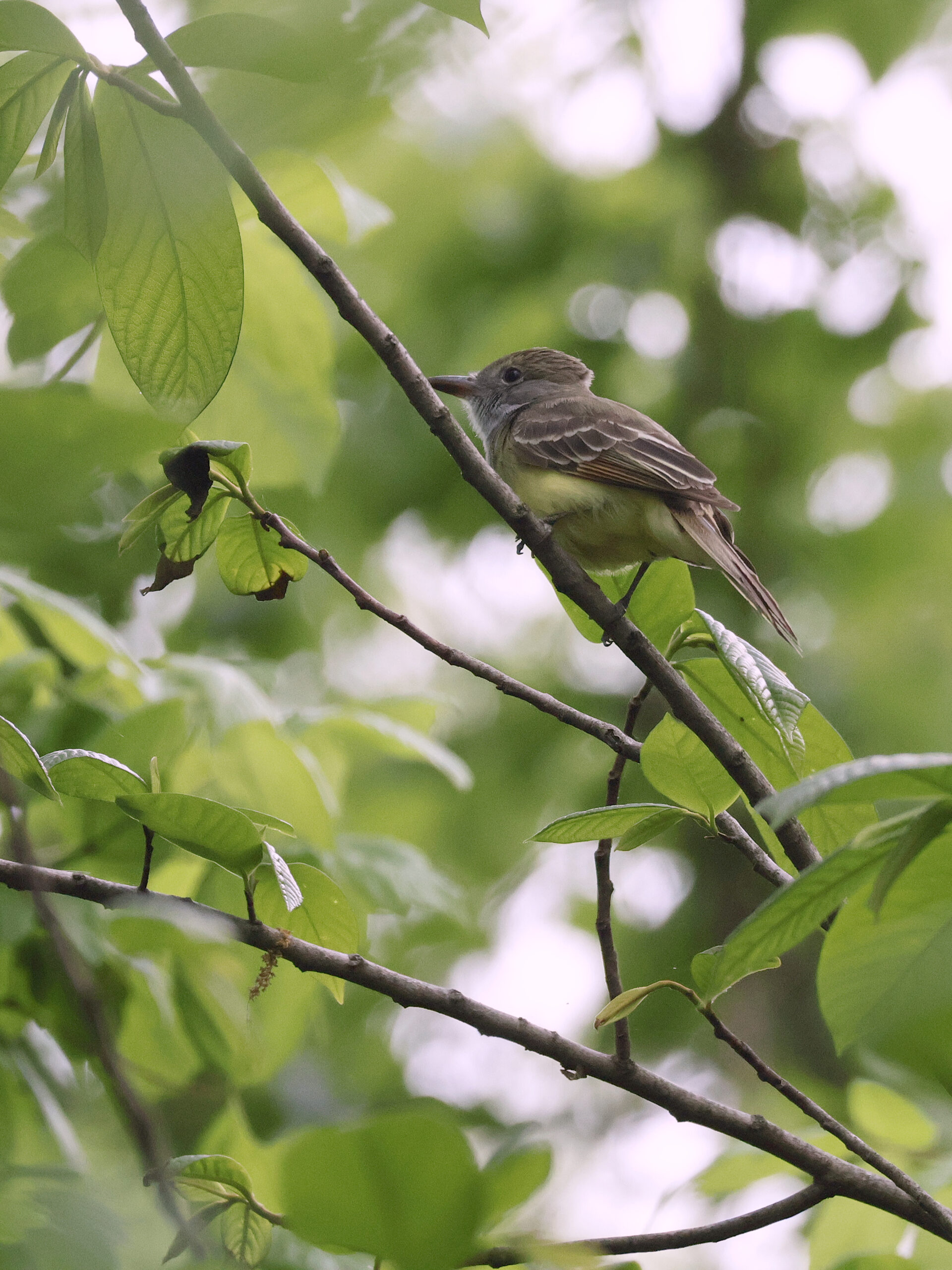 Great Crested Flycatcher on a Branch