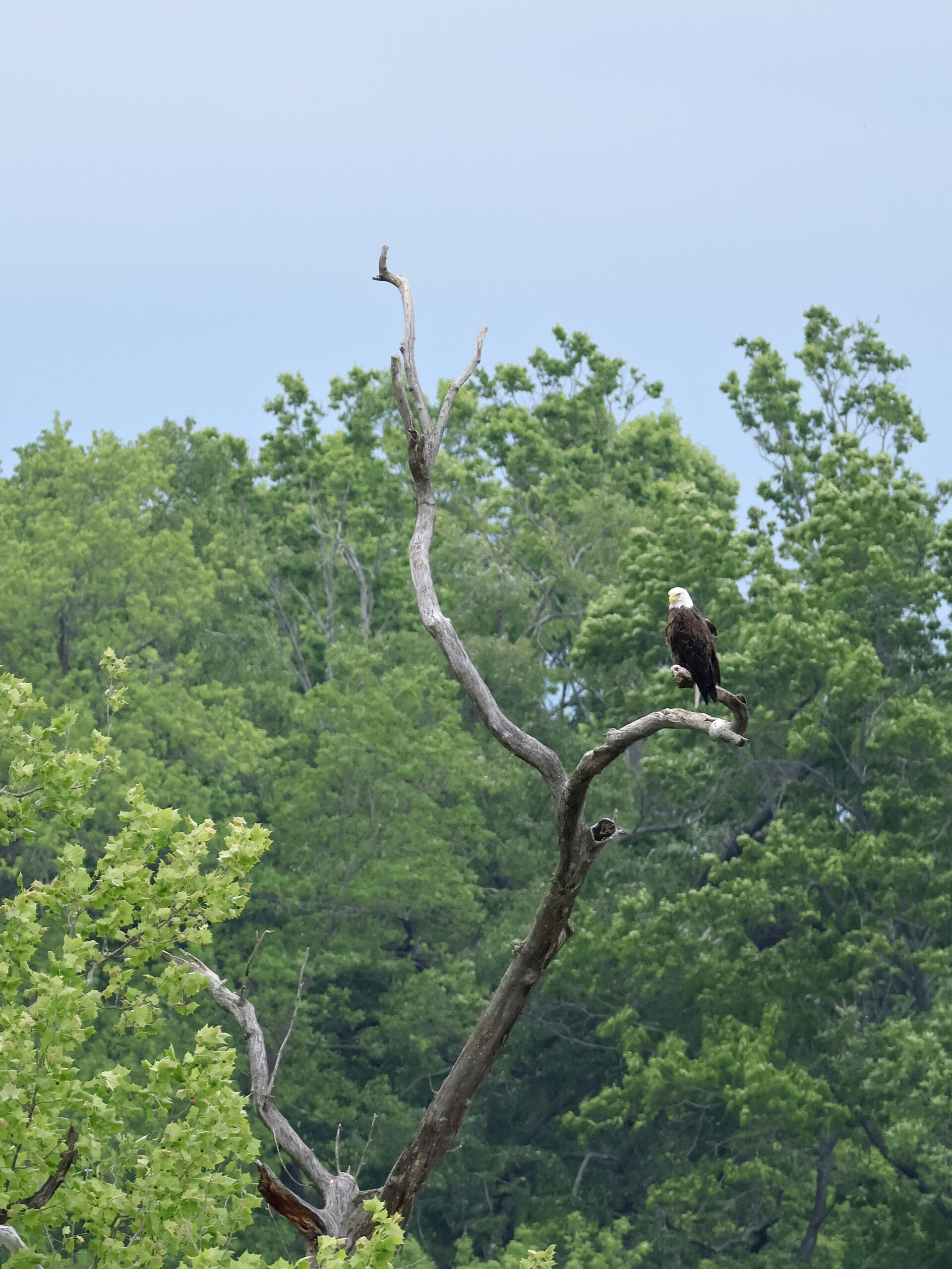 Bald Eagle on Van Deventer Island