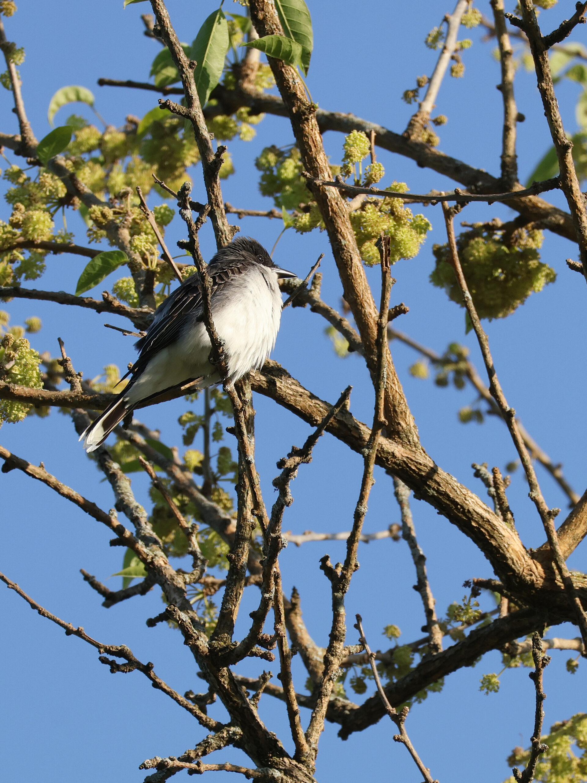 Eastern Kingbird