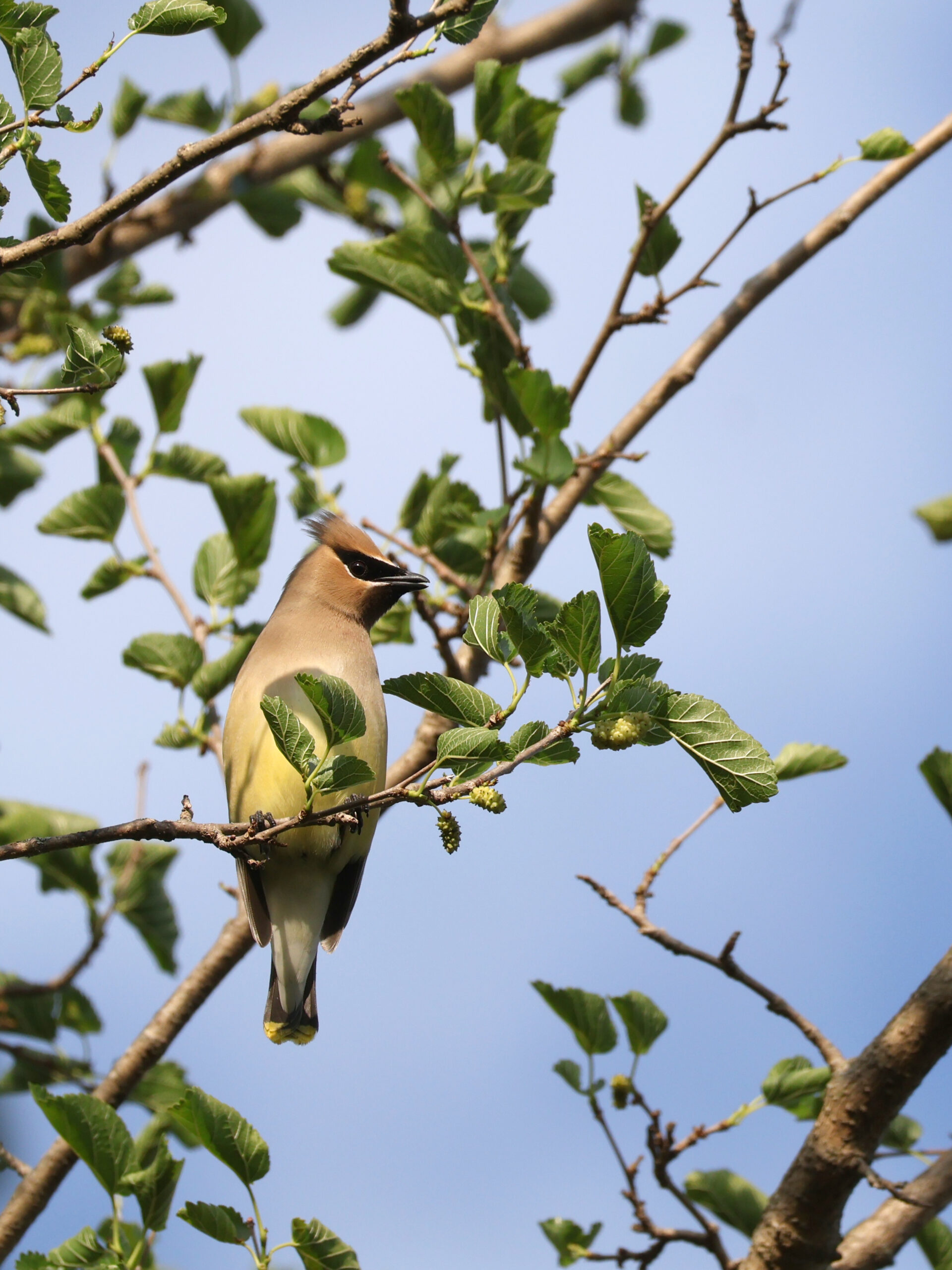 Cedar Waxwing Looking Right