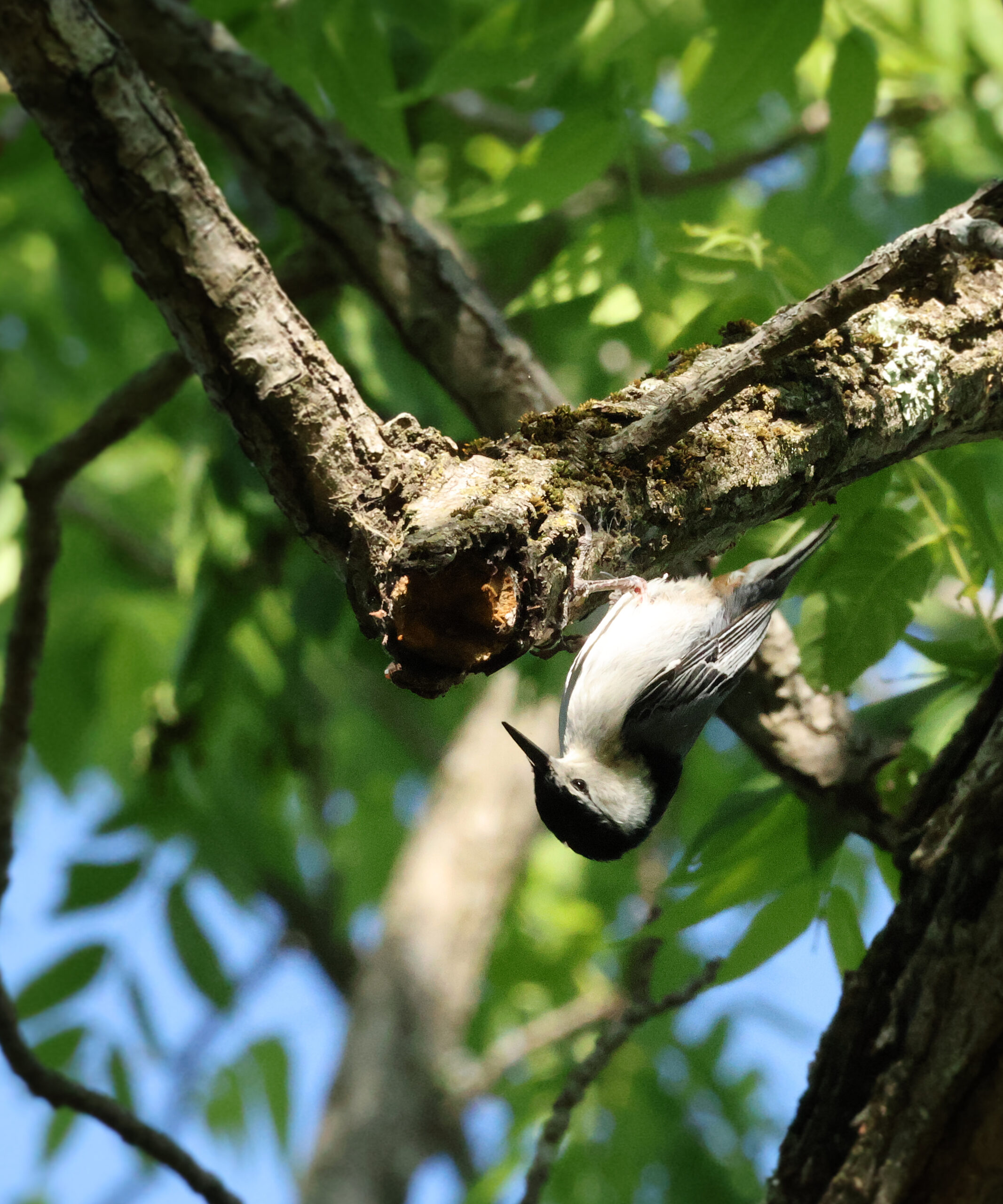 White Breasted Nuthatch