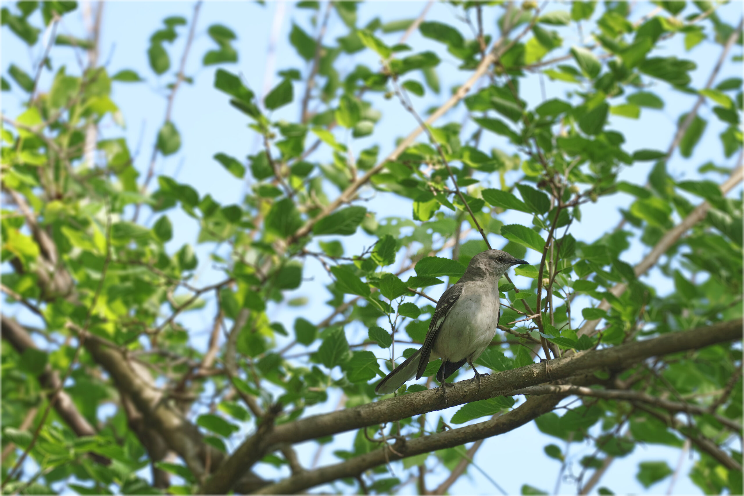 Mockingbird on Branch