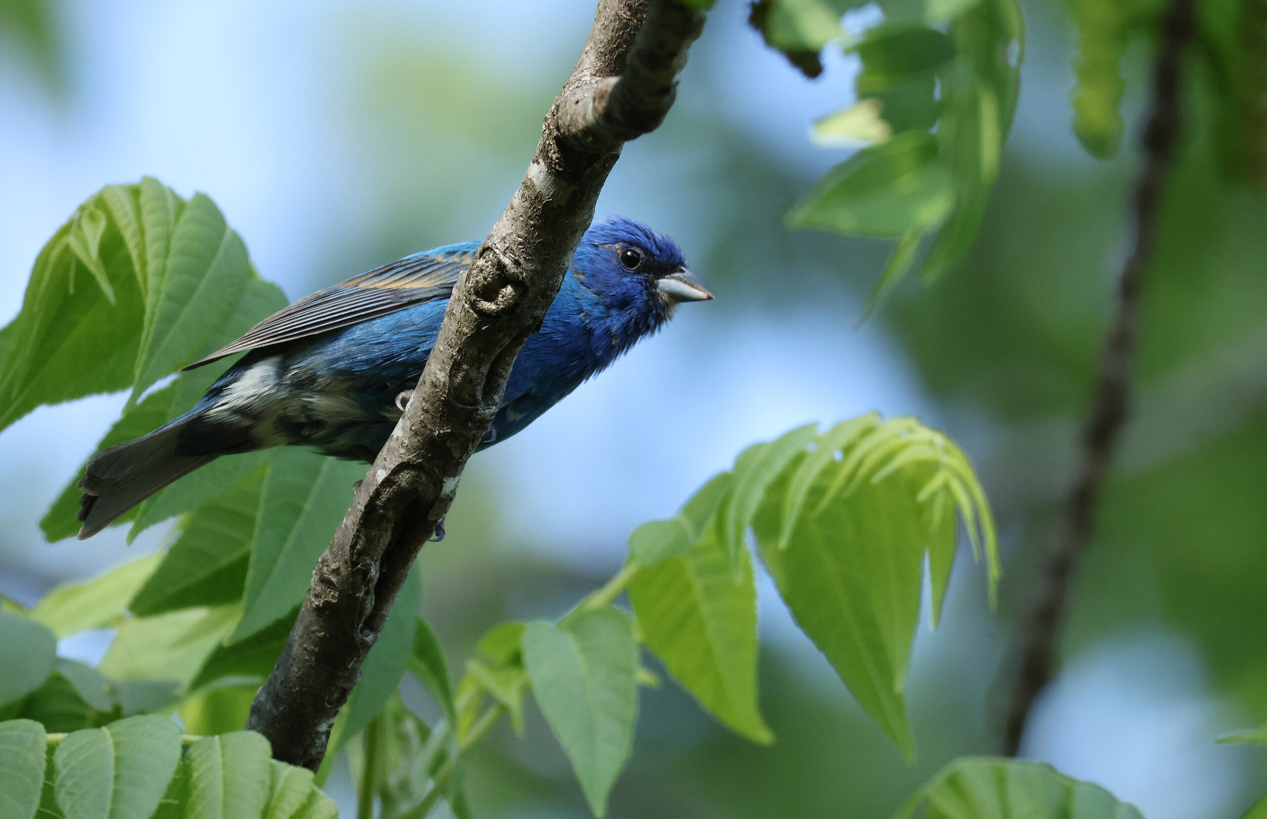 Indigo Bunting