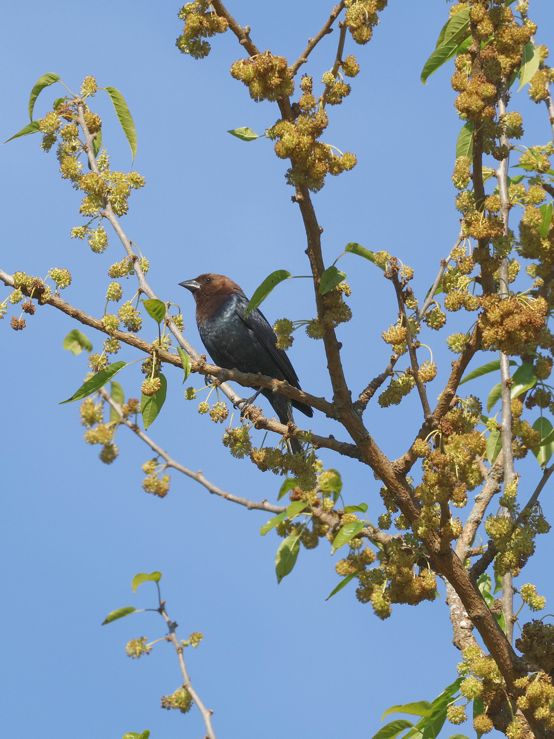Cowbird Perched High