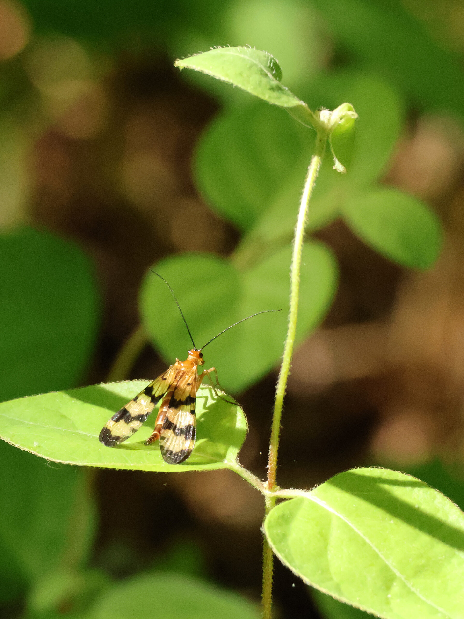 Scorpionfly