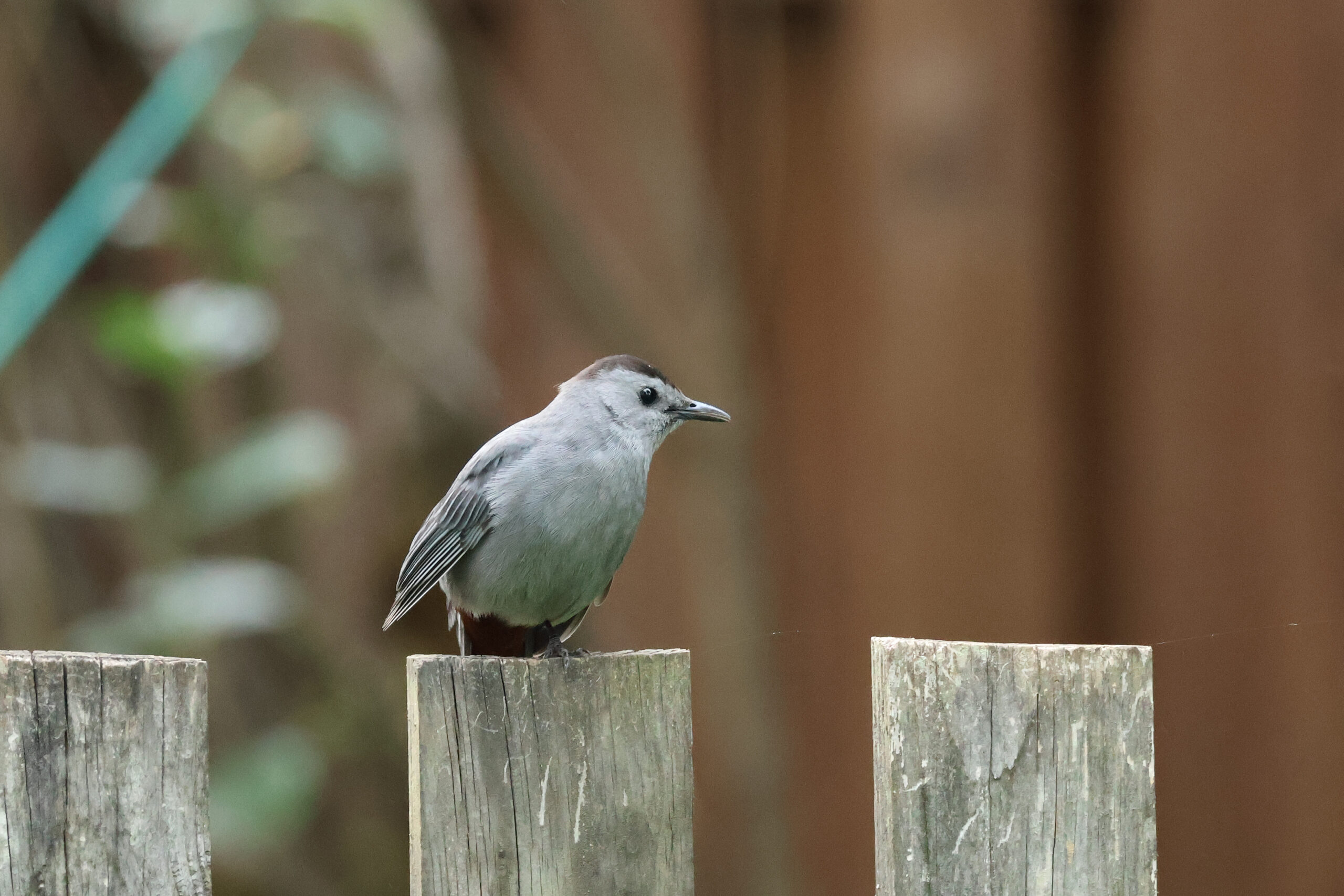 Catbird on a Fence