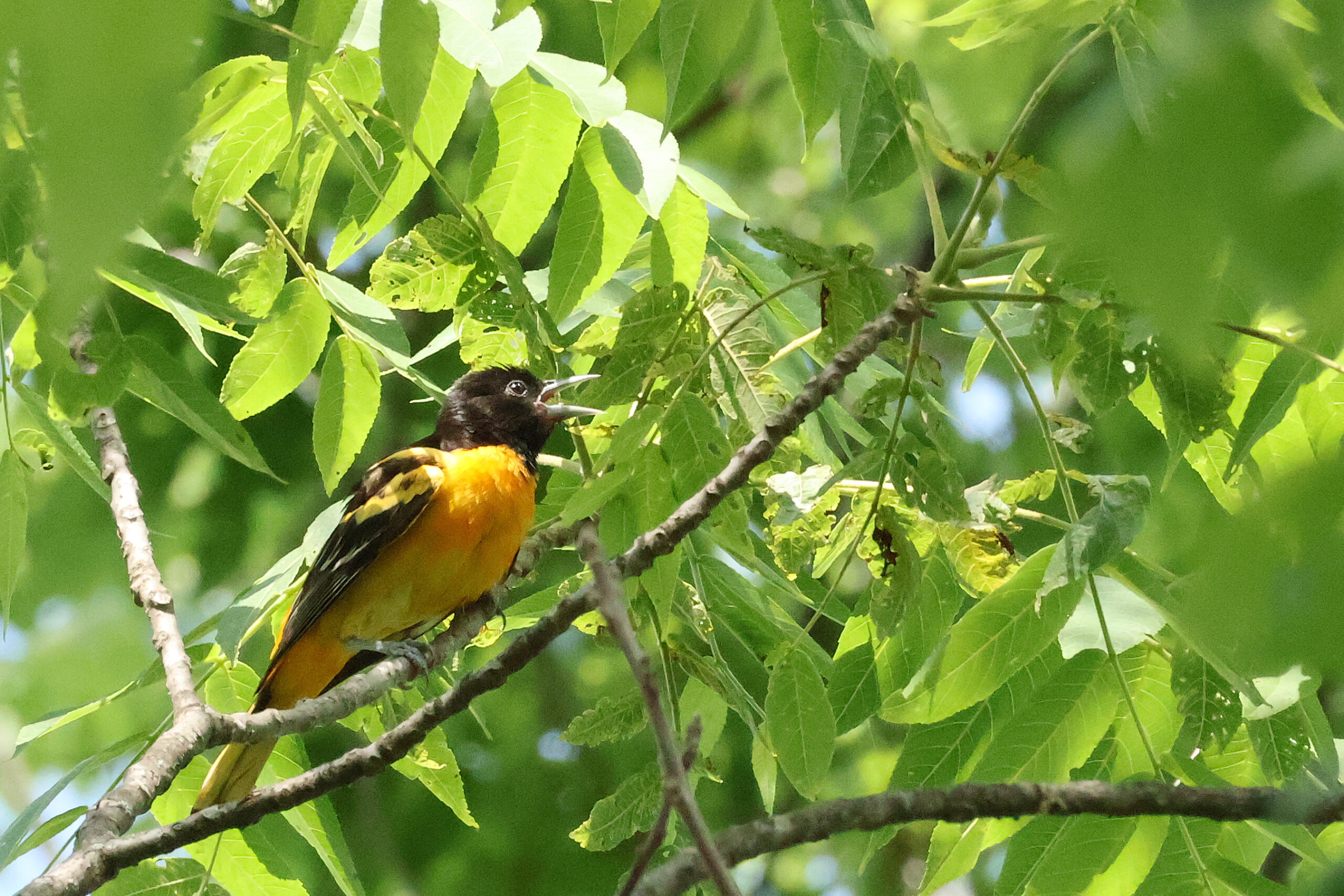 Baltimore Oriole Singing