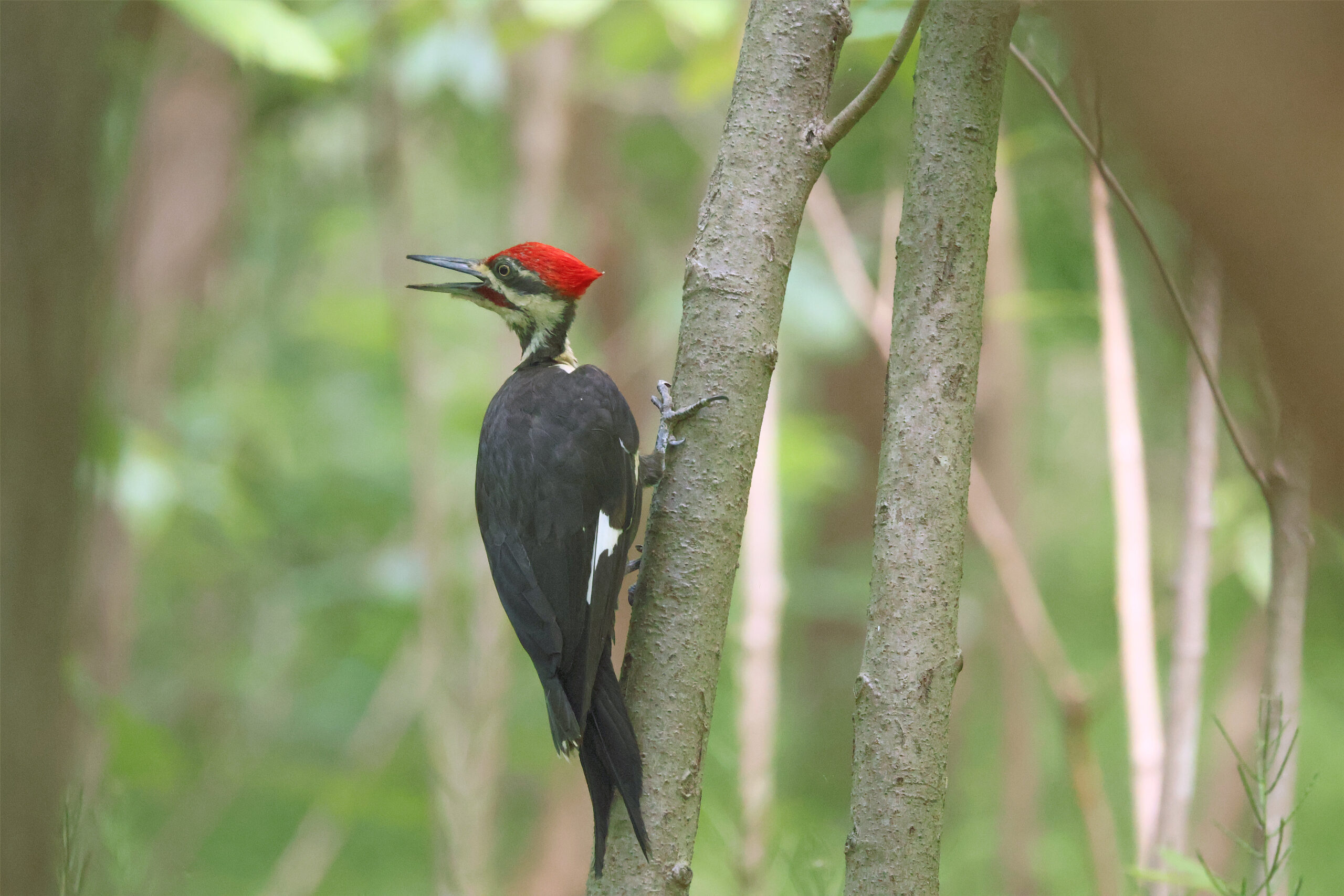 Pileated Woodpecker