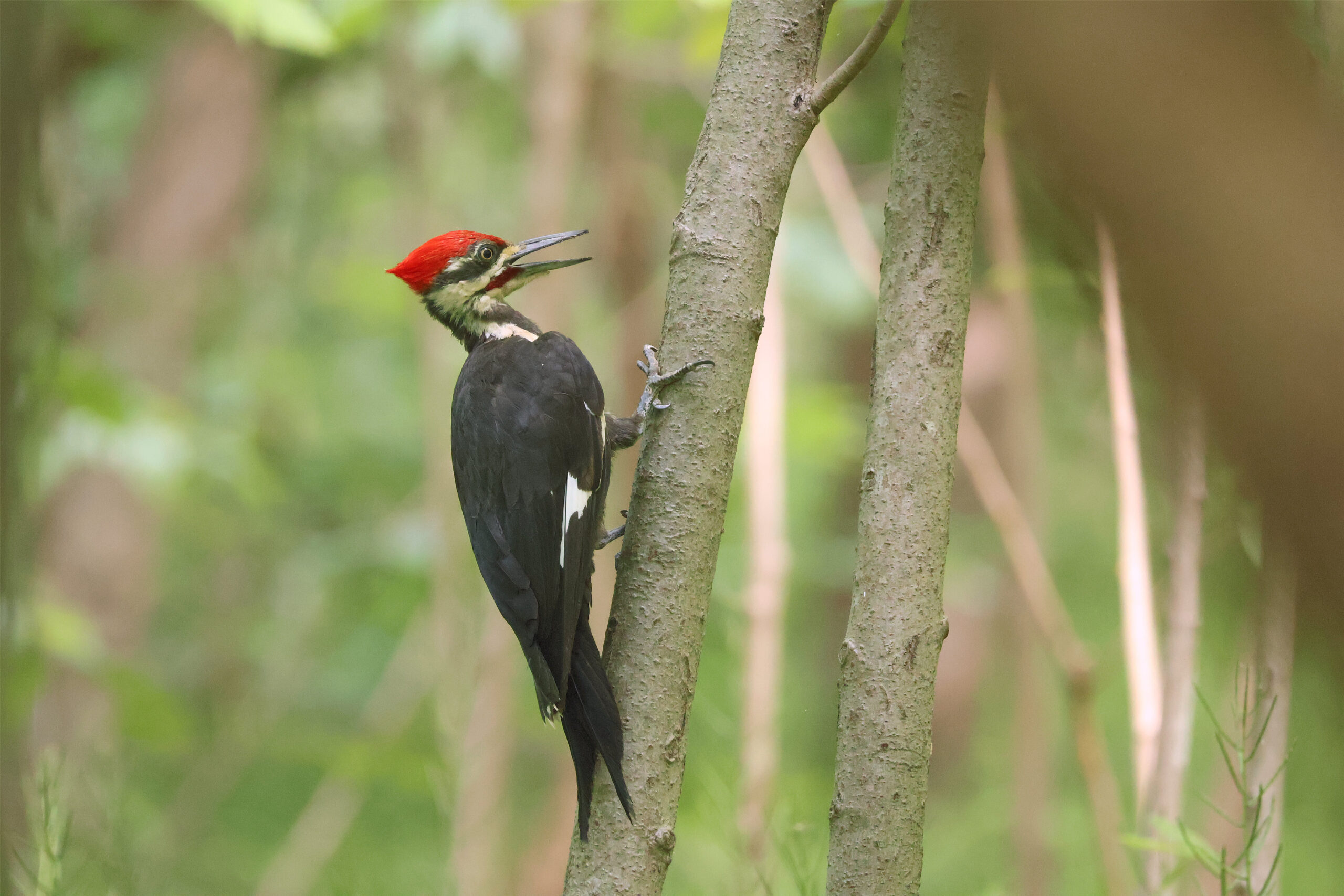 Pileated Woodpecker