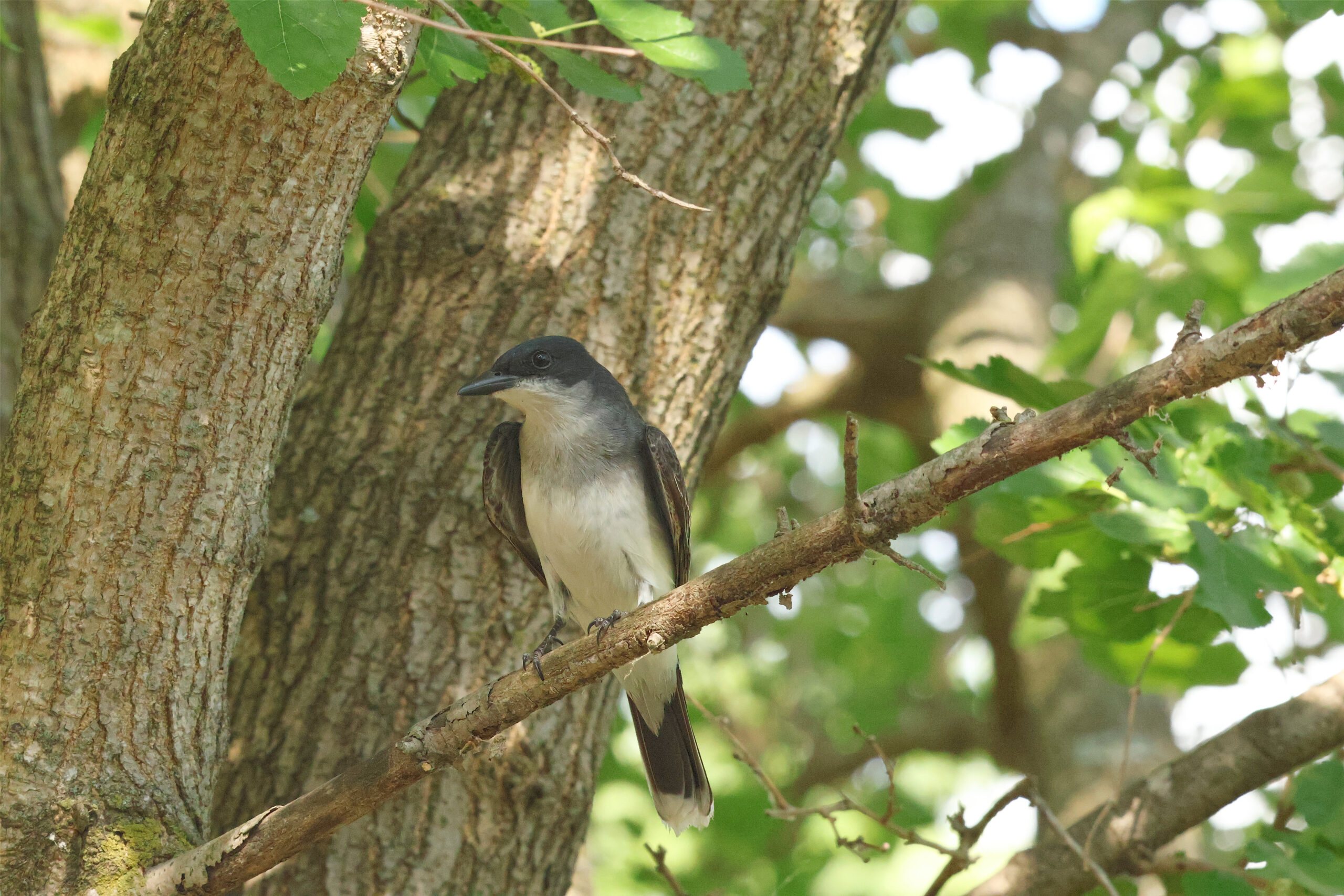 Eastern Kingbird Looks Left