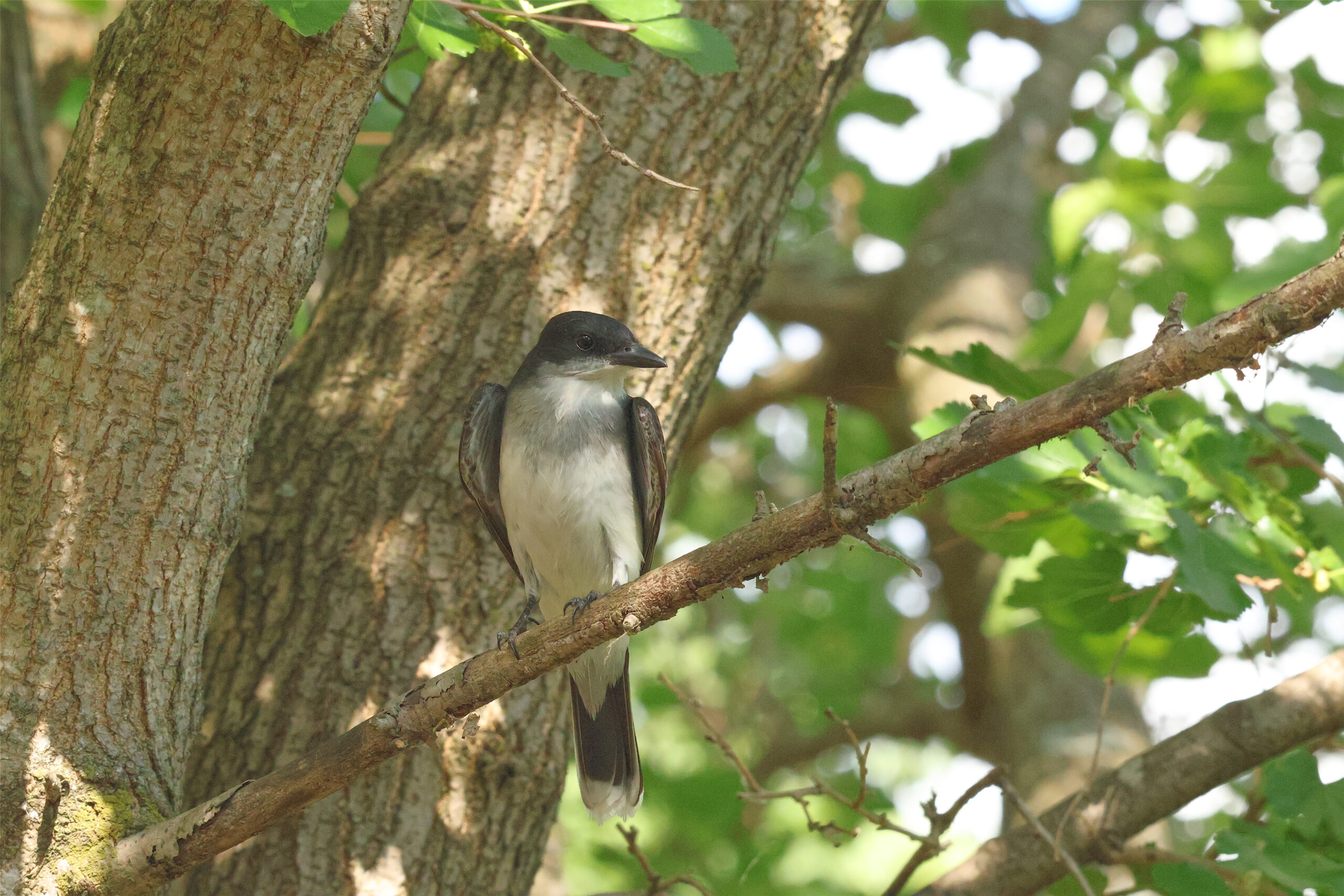 Eastern Kingbird Looks Right