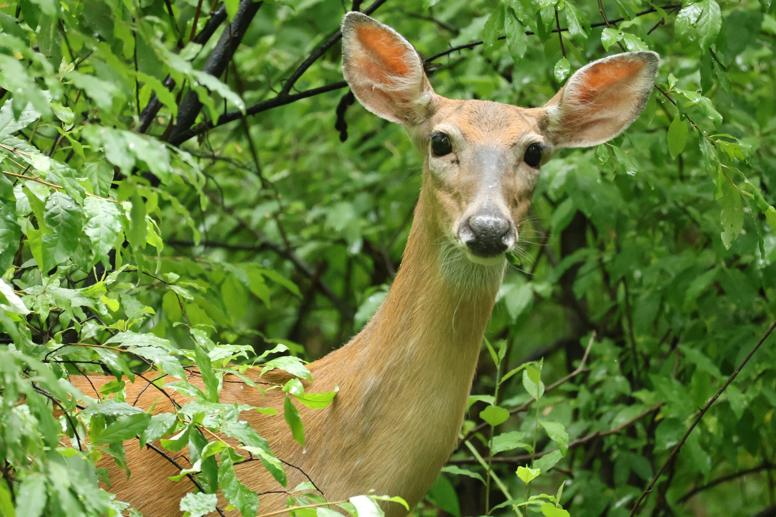 Doe a Deer, a Female Deer