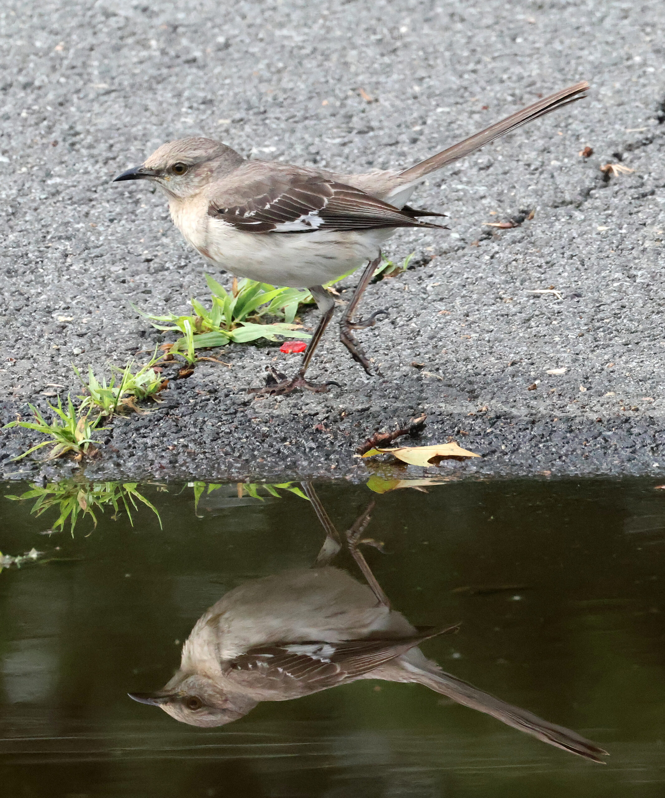 Mockingbird Reflected in Water Puddle